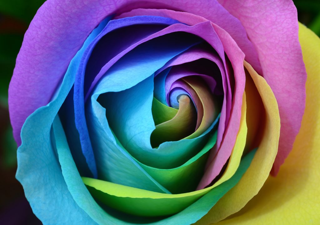 Rainbow Rose Wallpapers