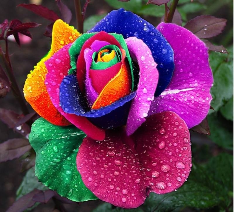 Rainbow Rose Wallpapers