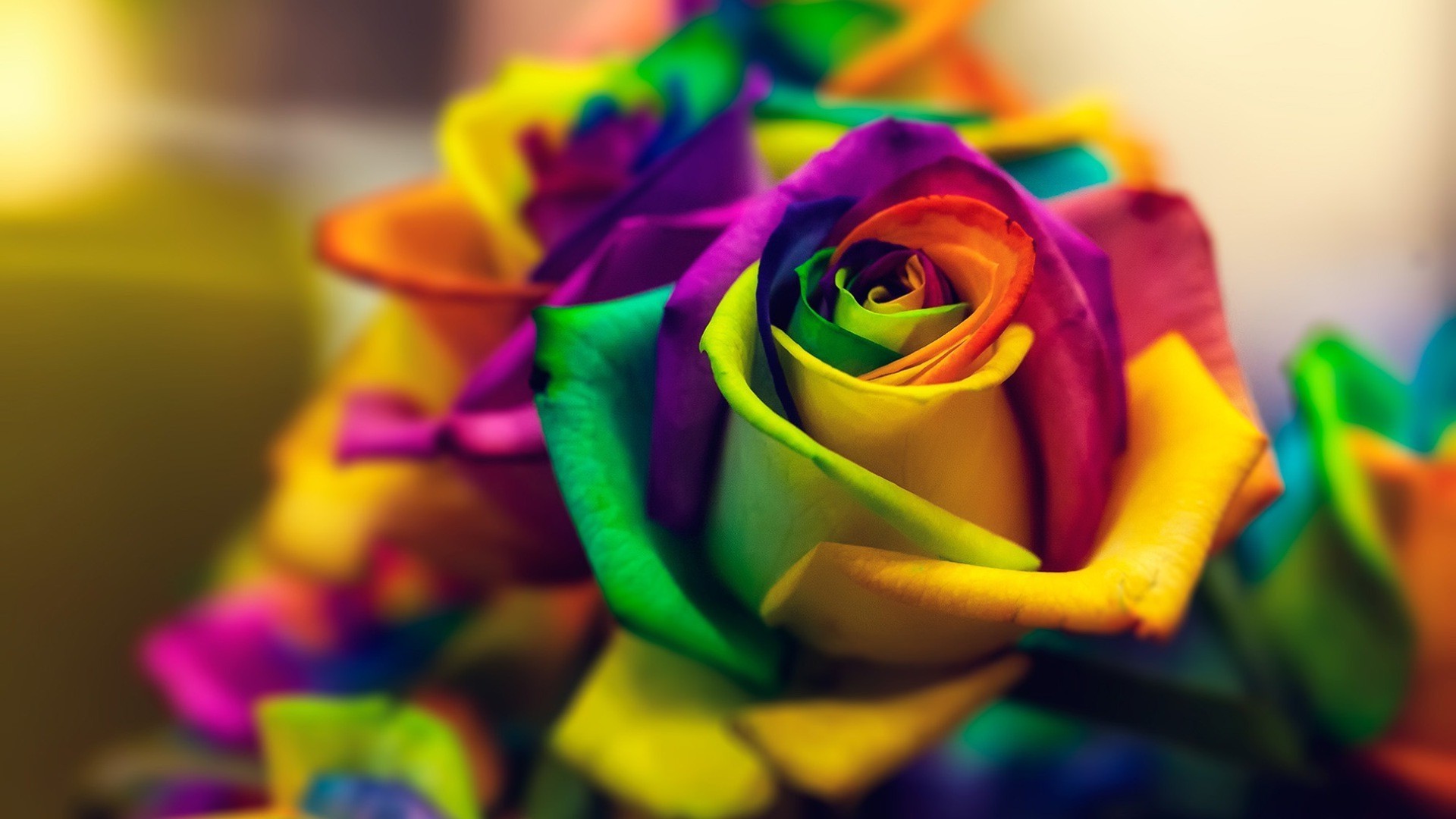 Rainbow Rose Wallpapers