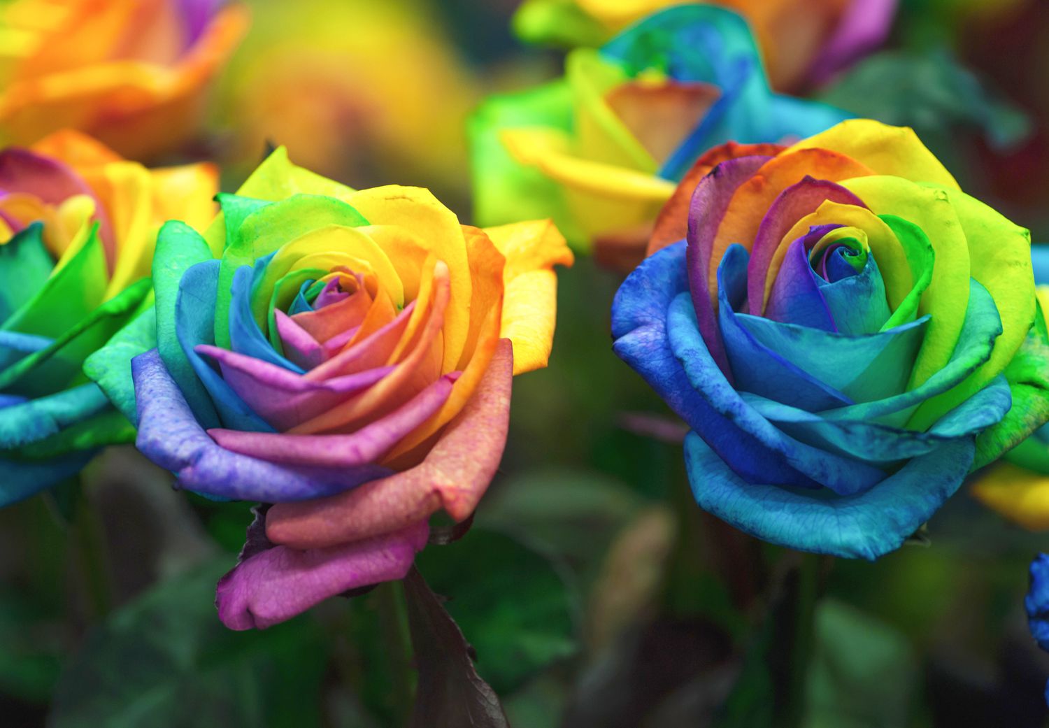 Rainbow Rose Wallpapers