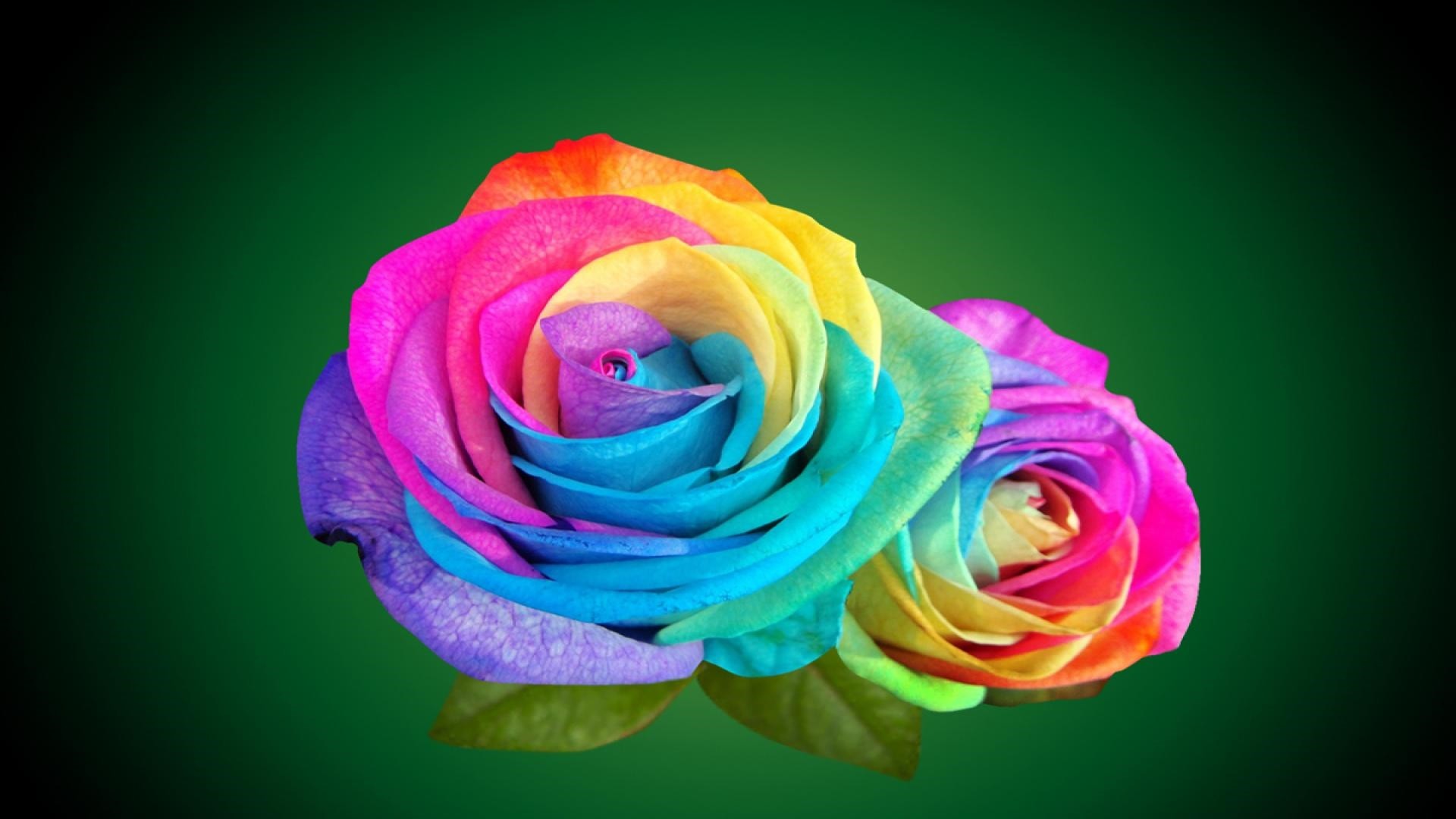 Rainbow Rose Wallpapers