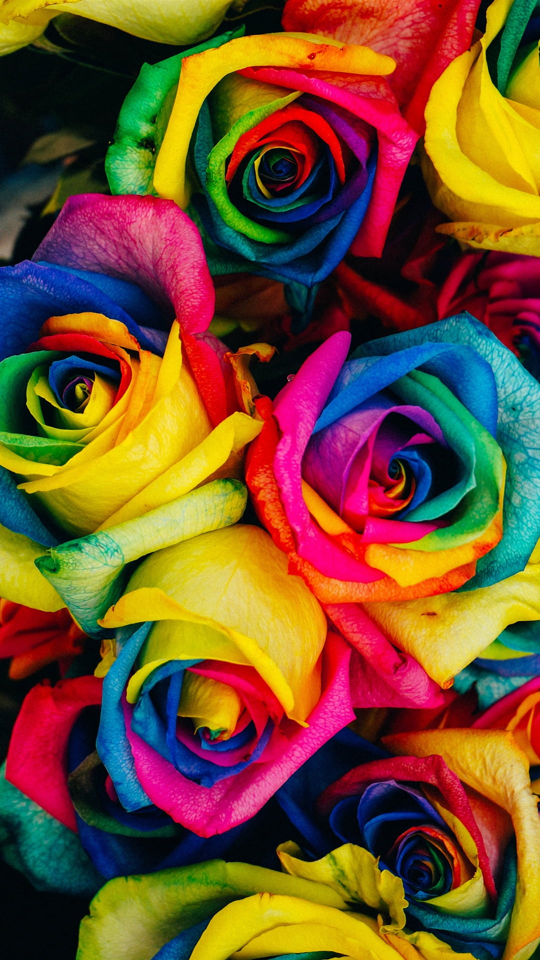 Rainbow Rose Wallpapers