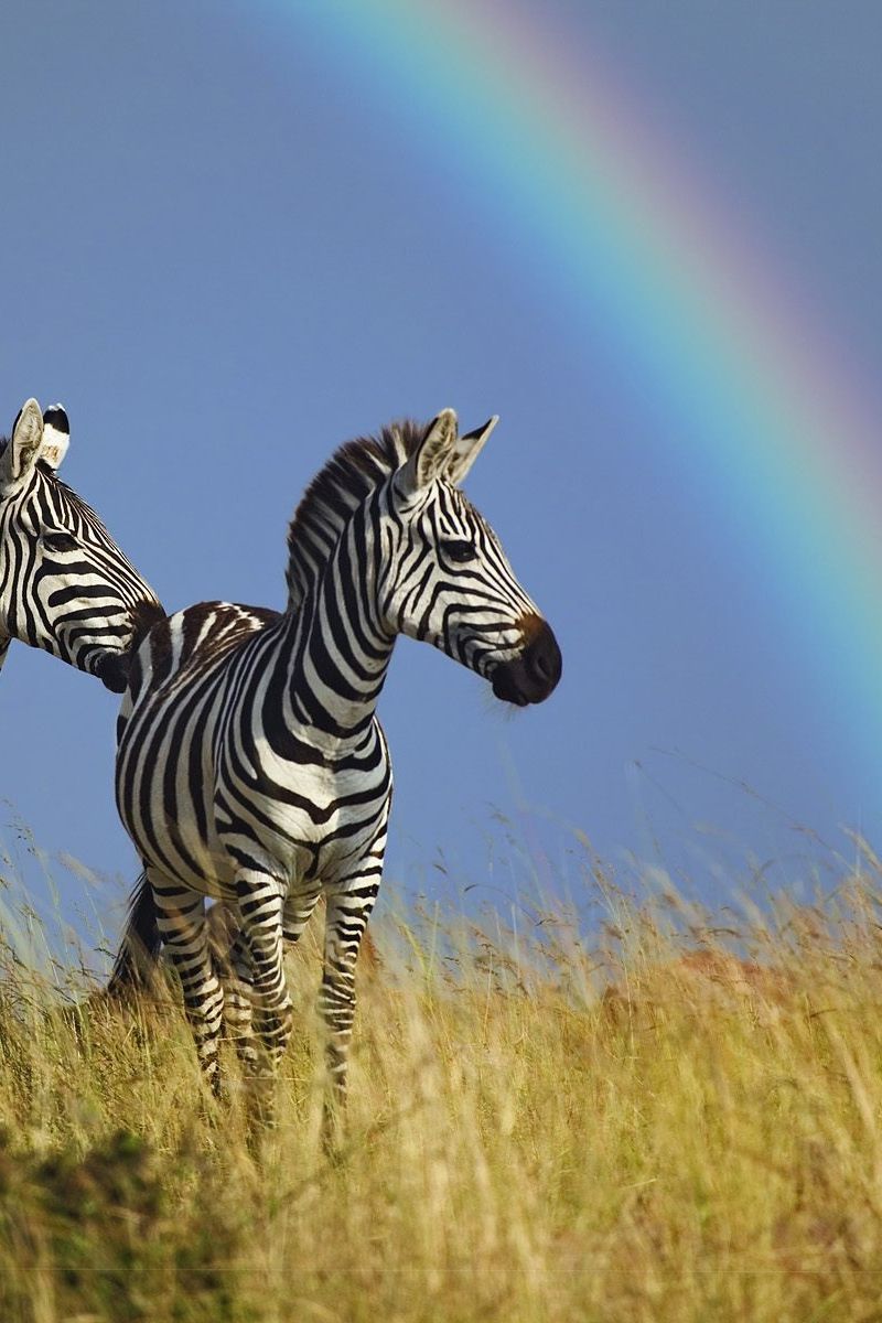 Rainbow Zebra Wallpapers