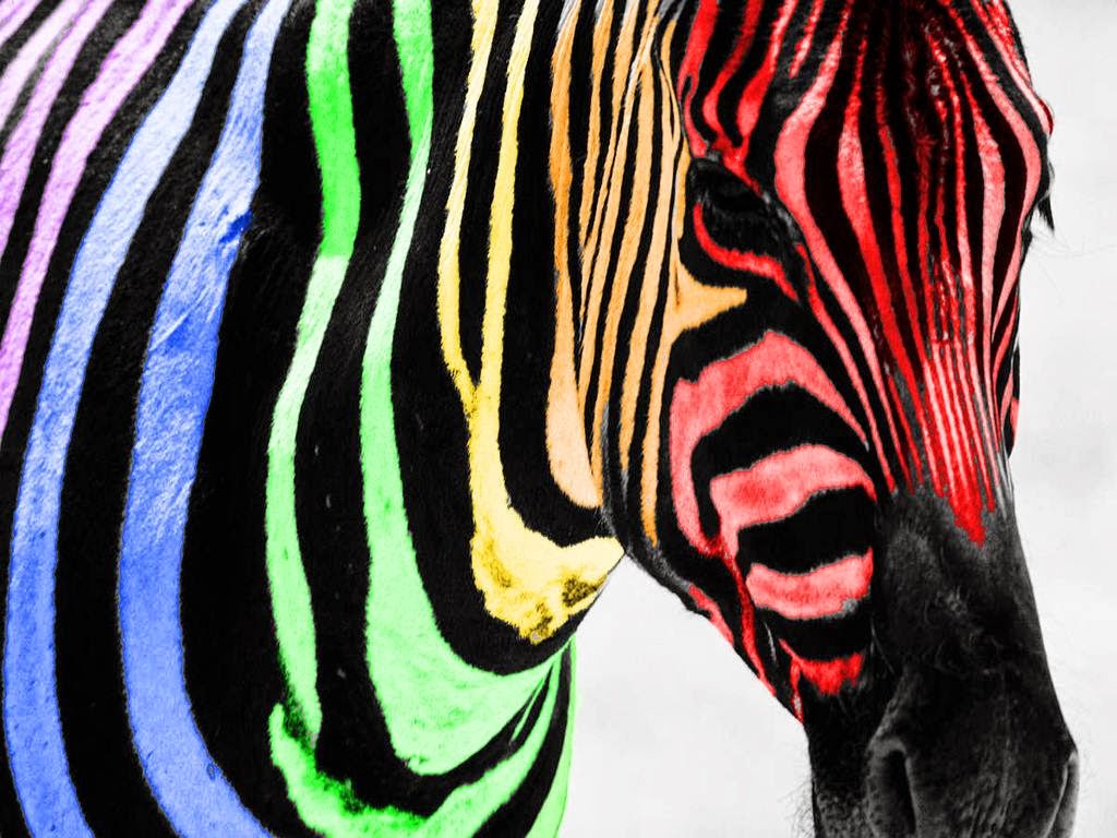 Rainbow Zebra Wallpapers