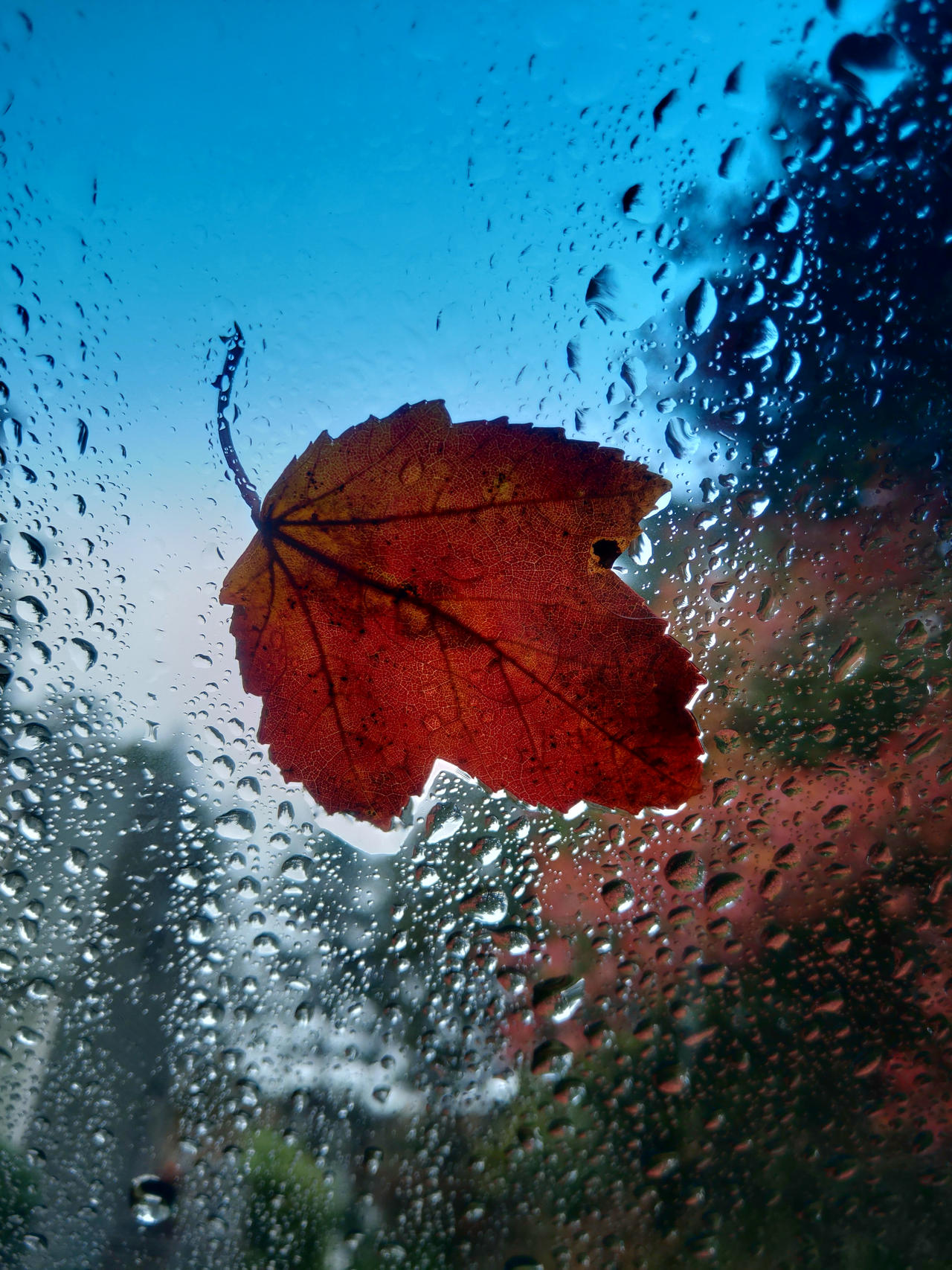 Rainy Autumn Day Wallpapers