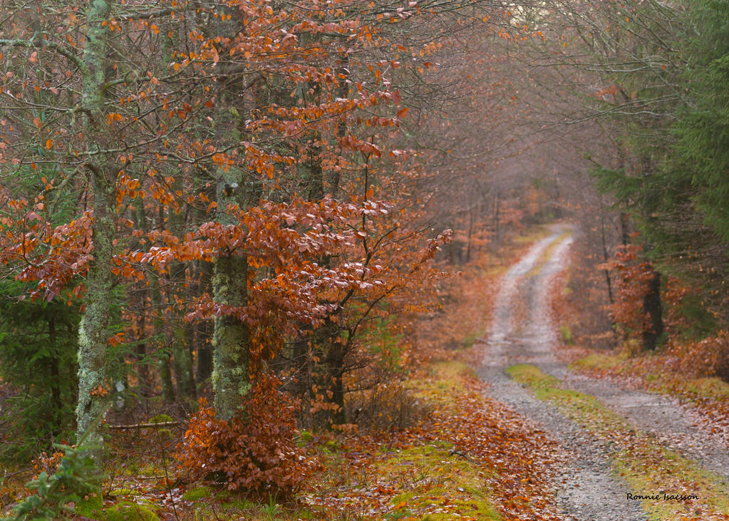 Rainy Autumn Day Wallpapers