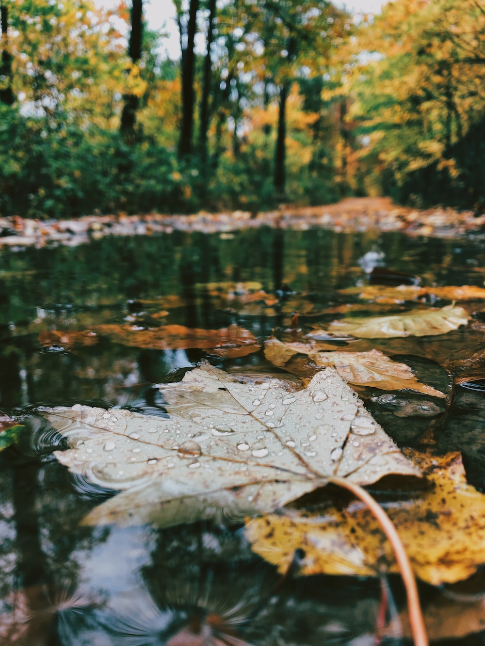 Rainy Autumn Day Wallpapers