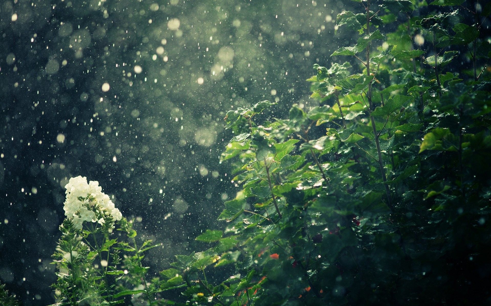 Rainy Scenery Wallpapers