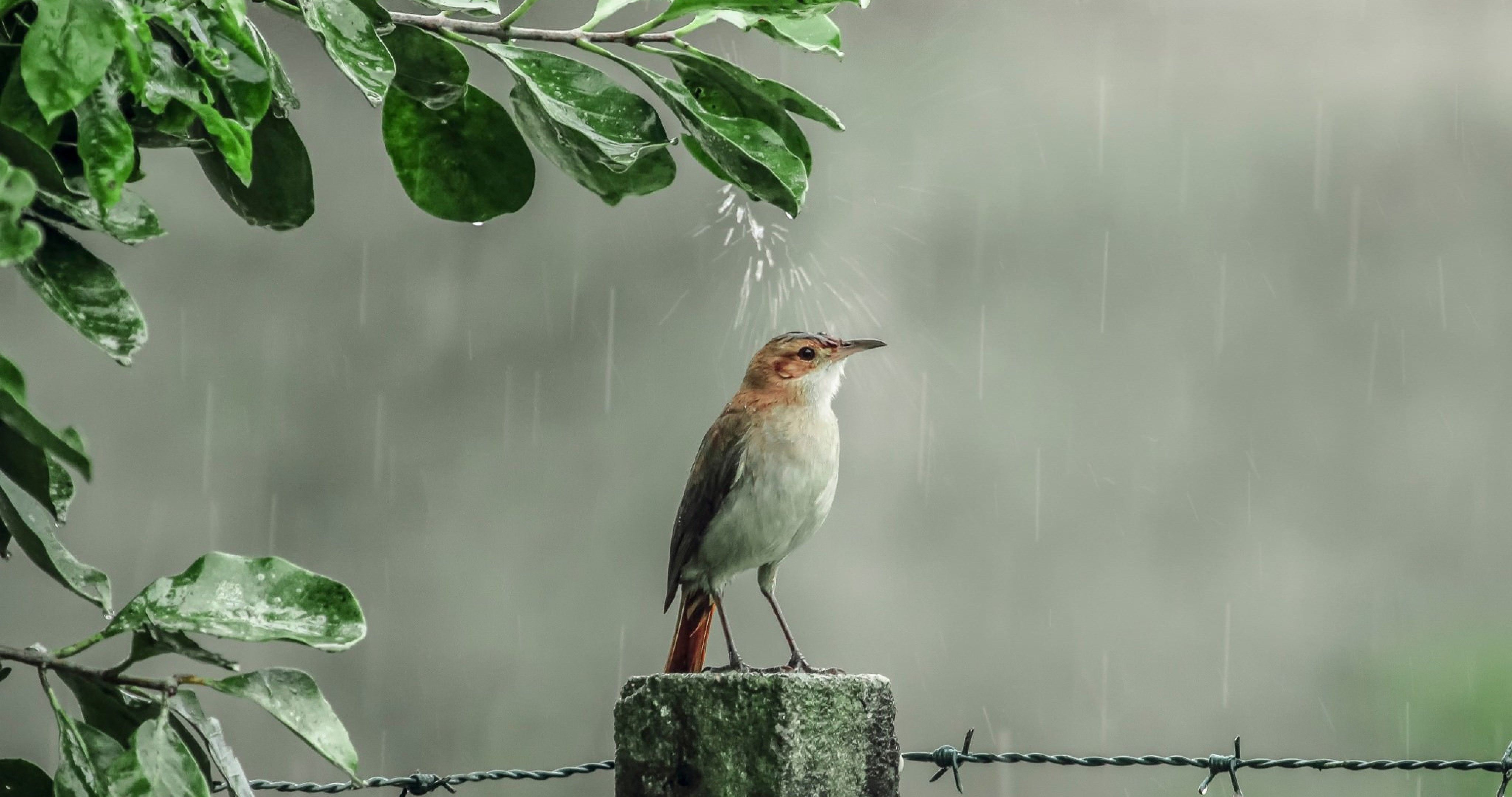 Rainy Scenery Wallpapers