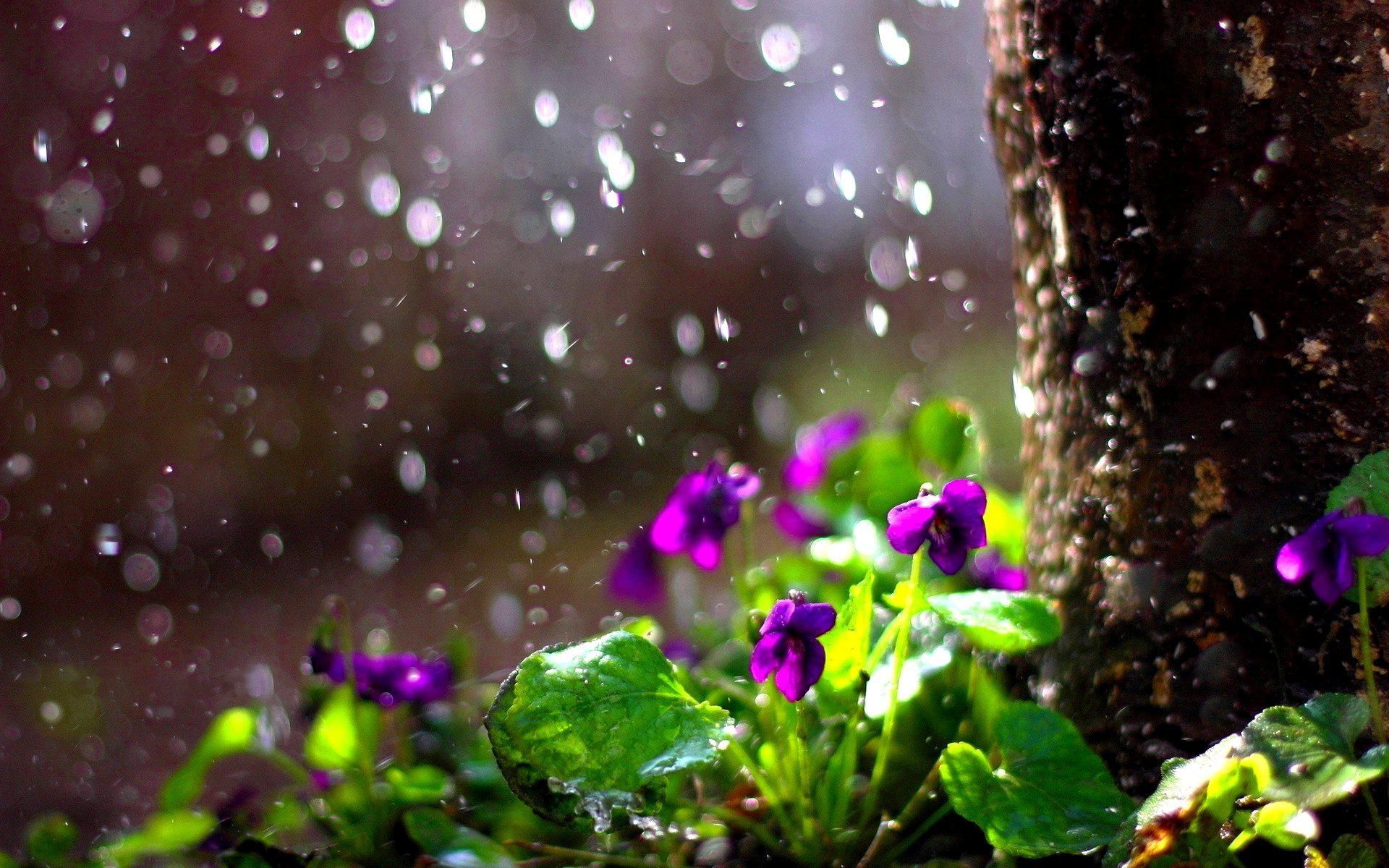 Rainy Spring Wallpapers