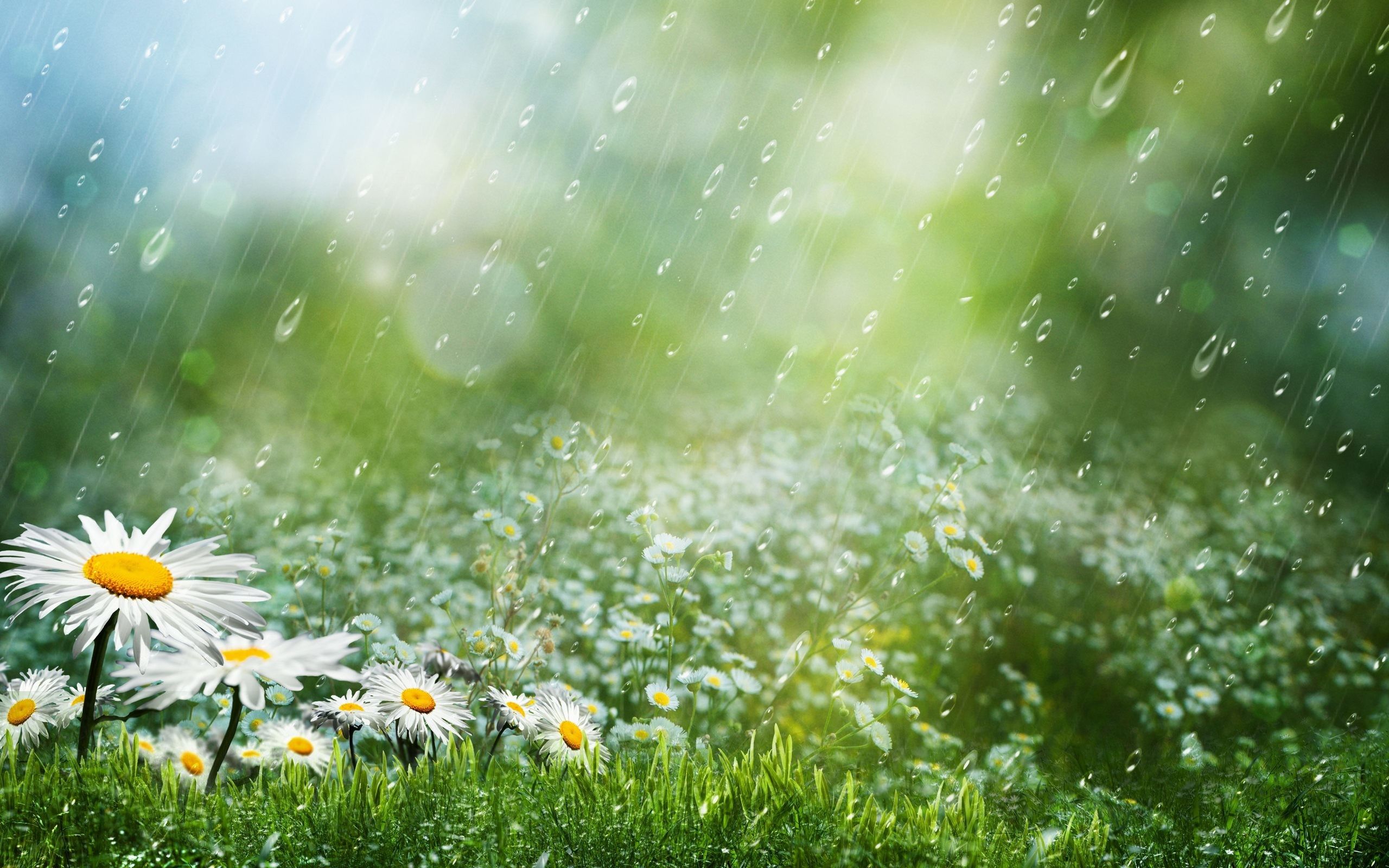 Rainy Spring Wallpapers