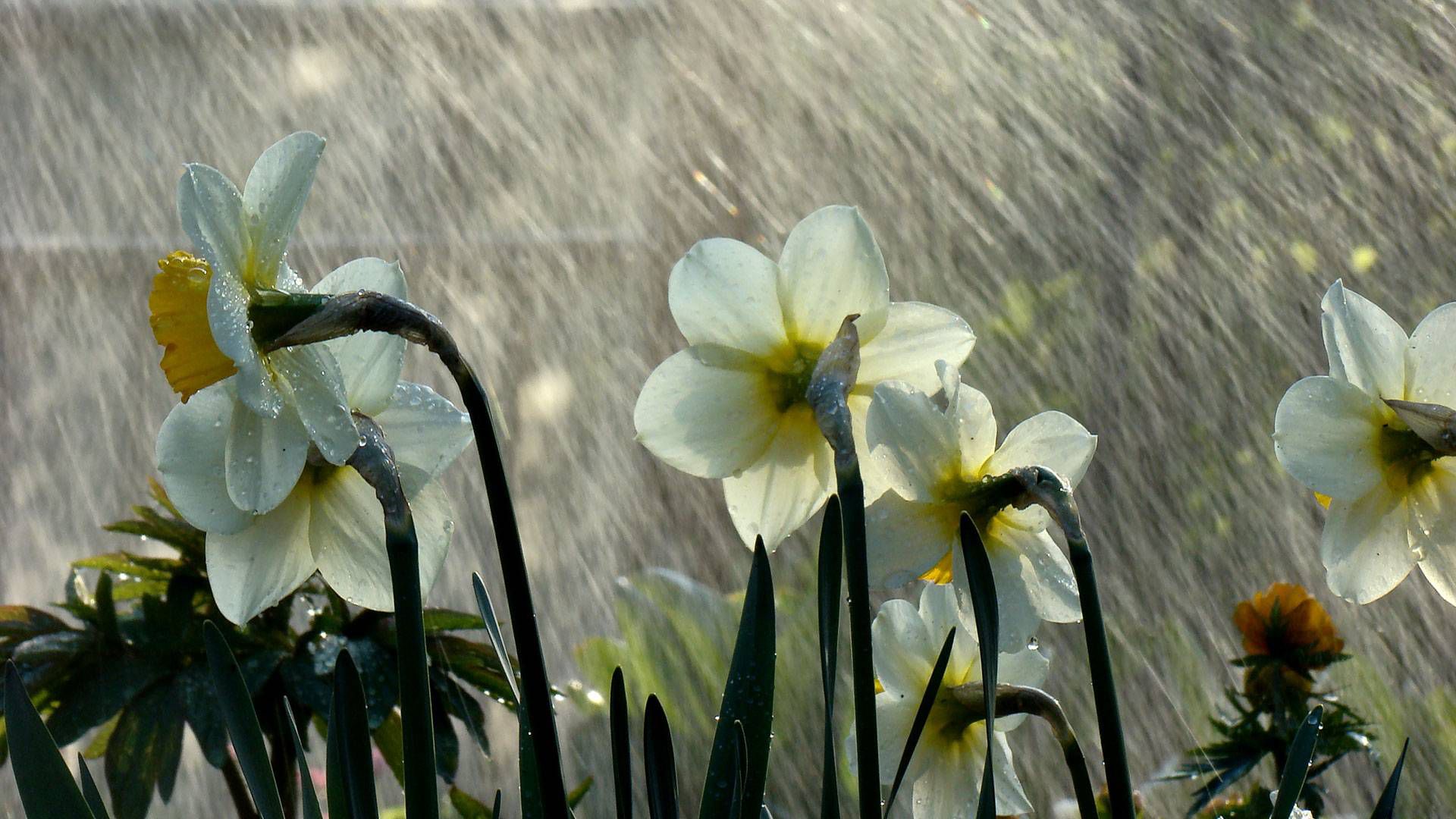 Rainy Spring Wallpapers