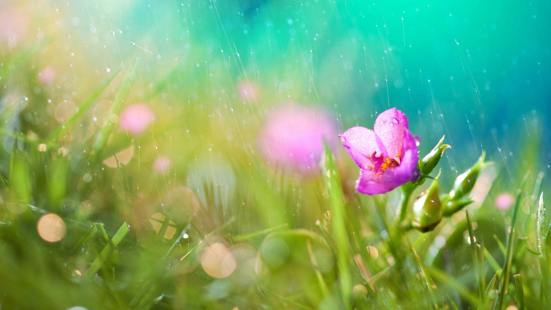 Rainy Spring Wallpapers