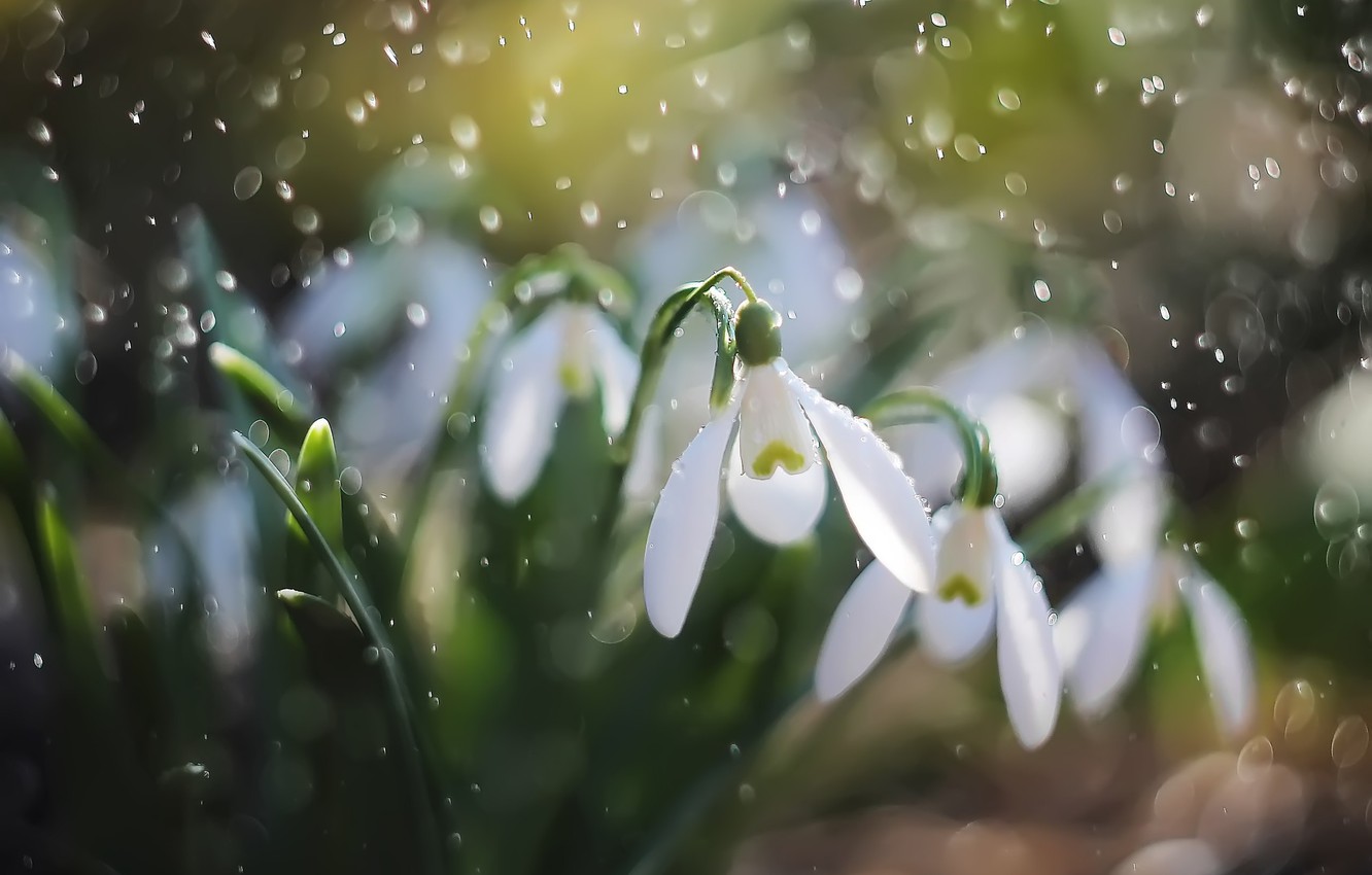 Rainy Spring Wallpapers