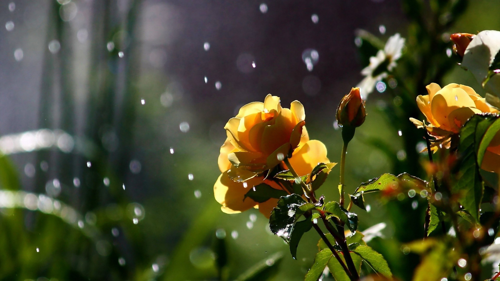 Rainy Spring Wallpapers