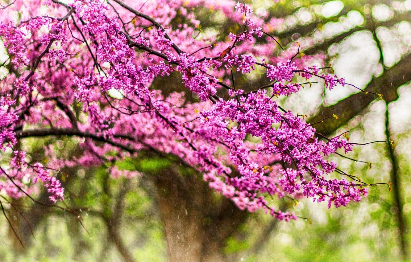 Rainy Spring Wallpapers