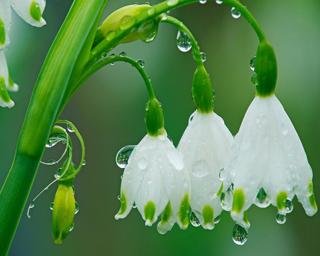 Rainy Spring Wallpapers