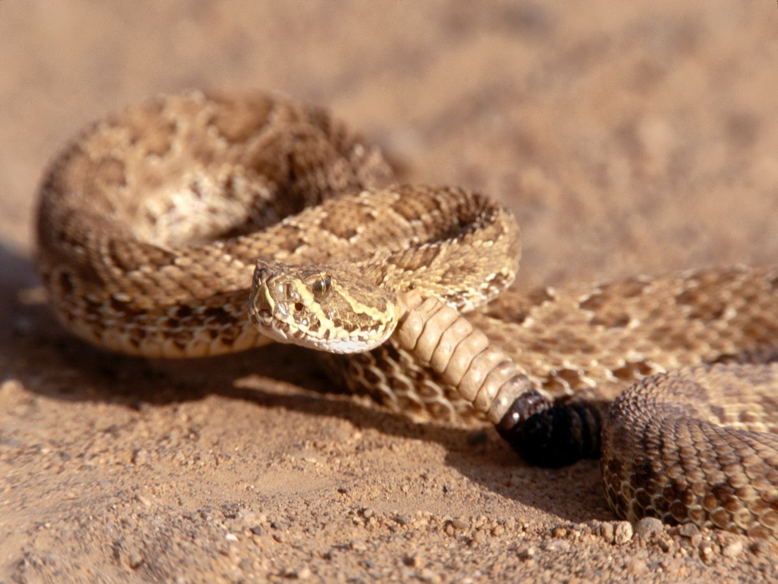 Rattle Snake Wallpapers