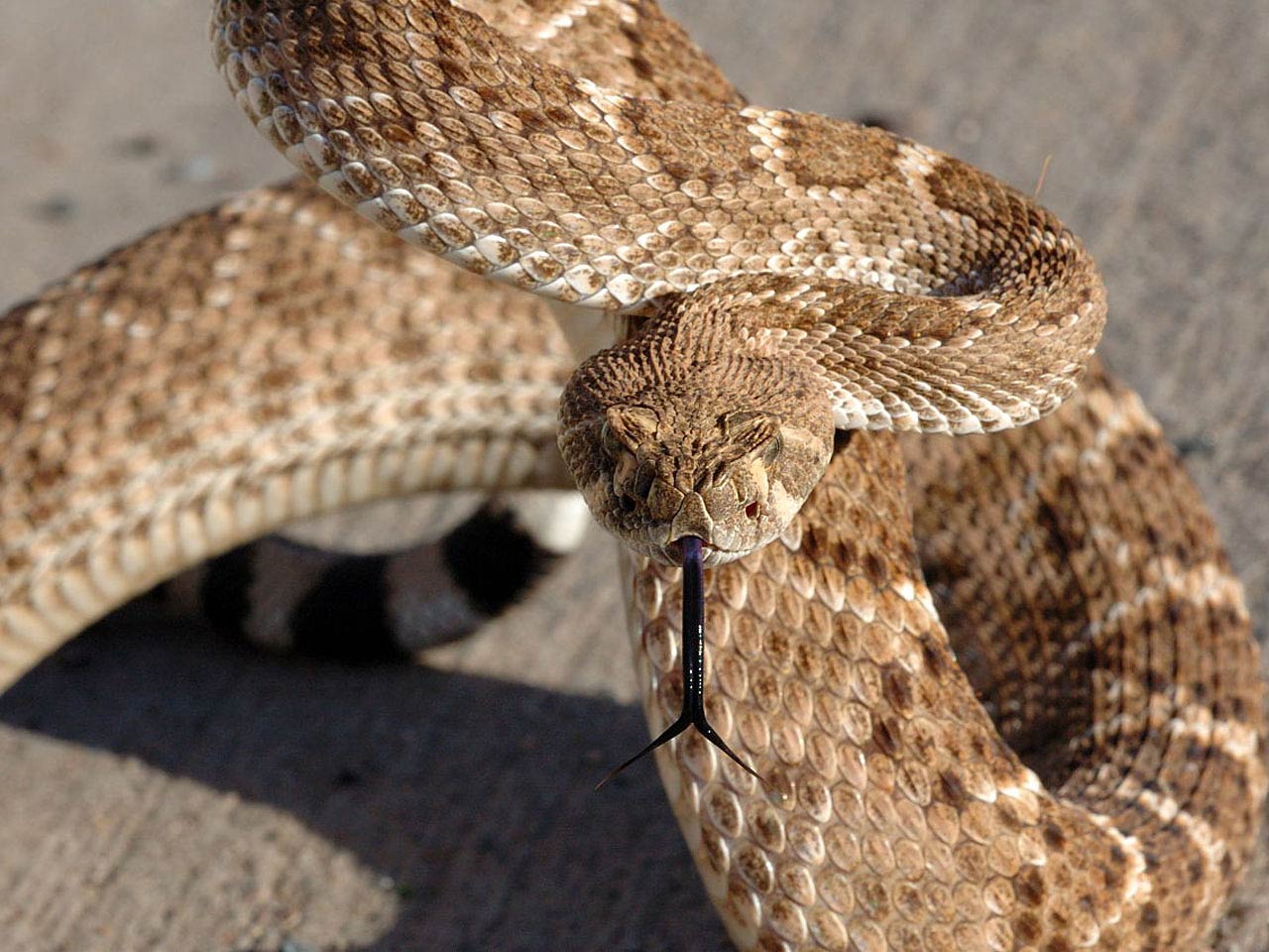 Rattle Snake Wallpapers