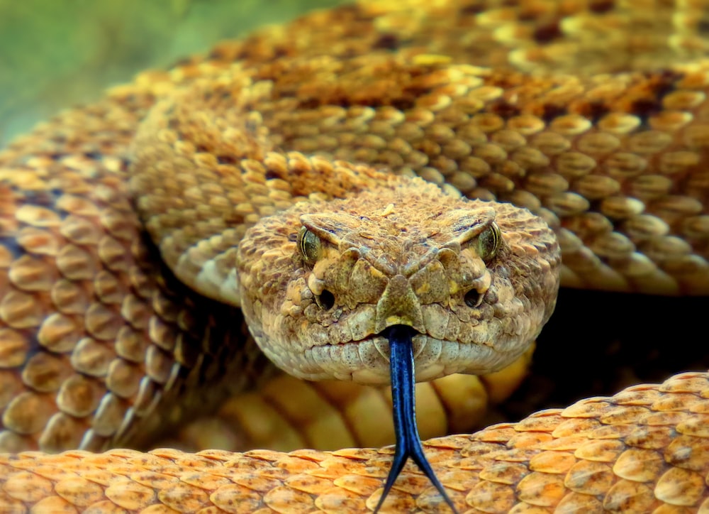 Rattle Snake Wallpapers