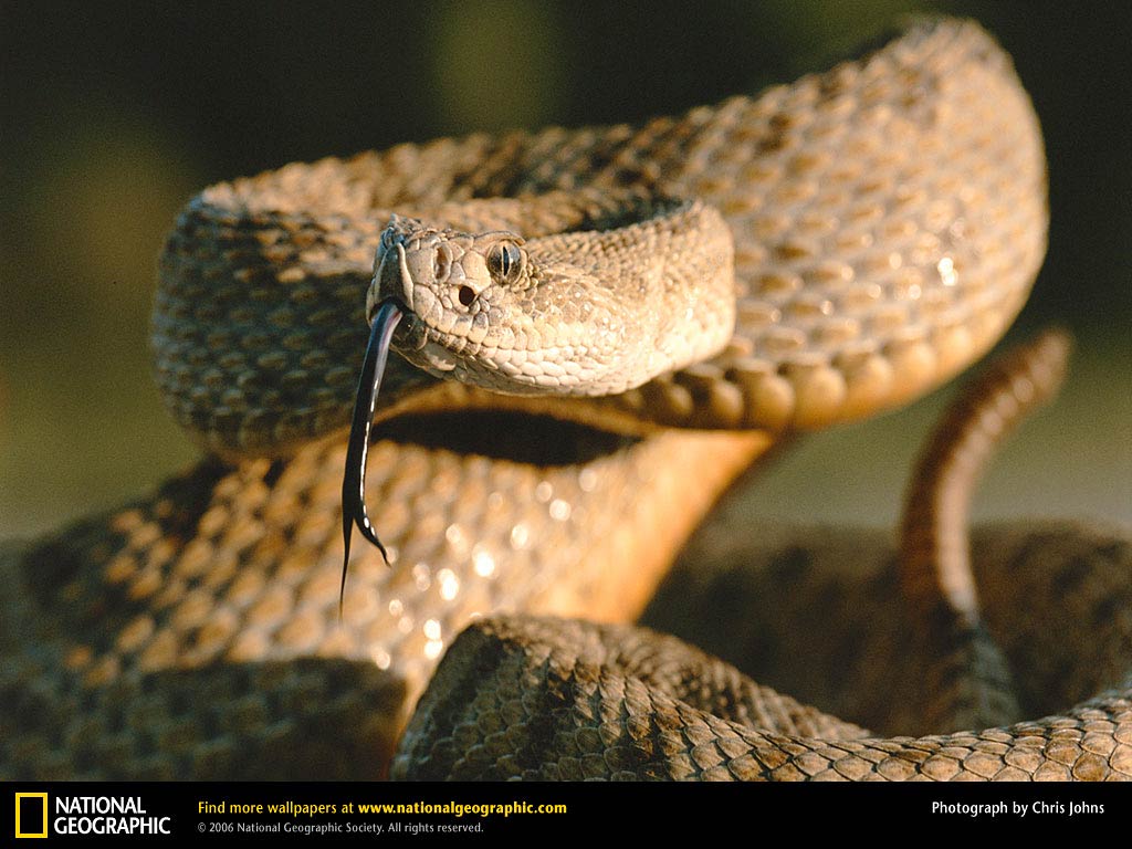 Rattle Snake Wallpapers