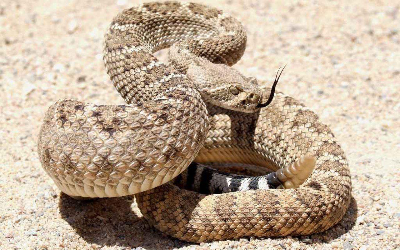 Rattle Snake Wallpapers