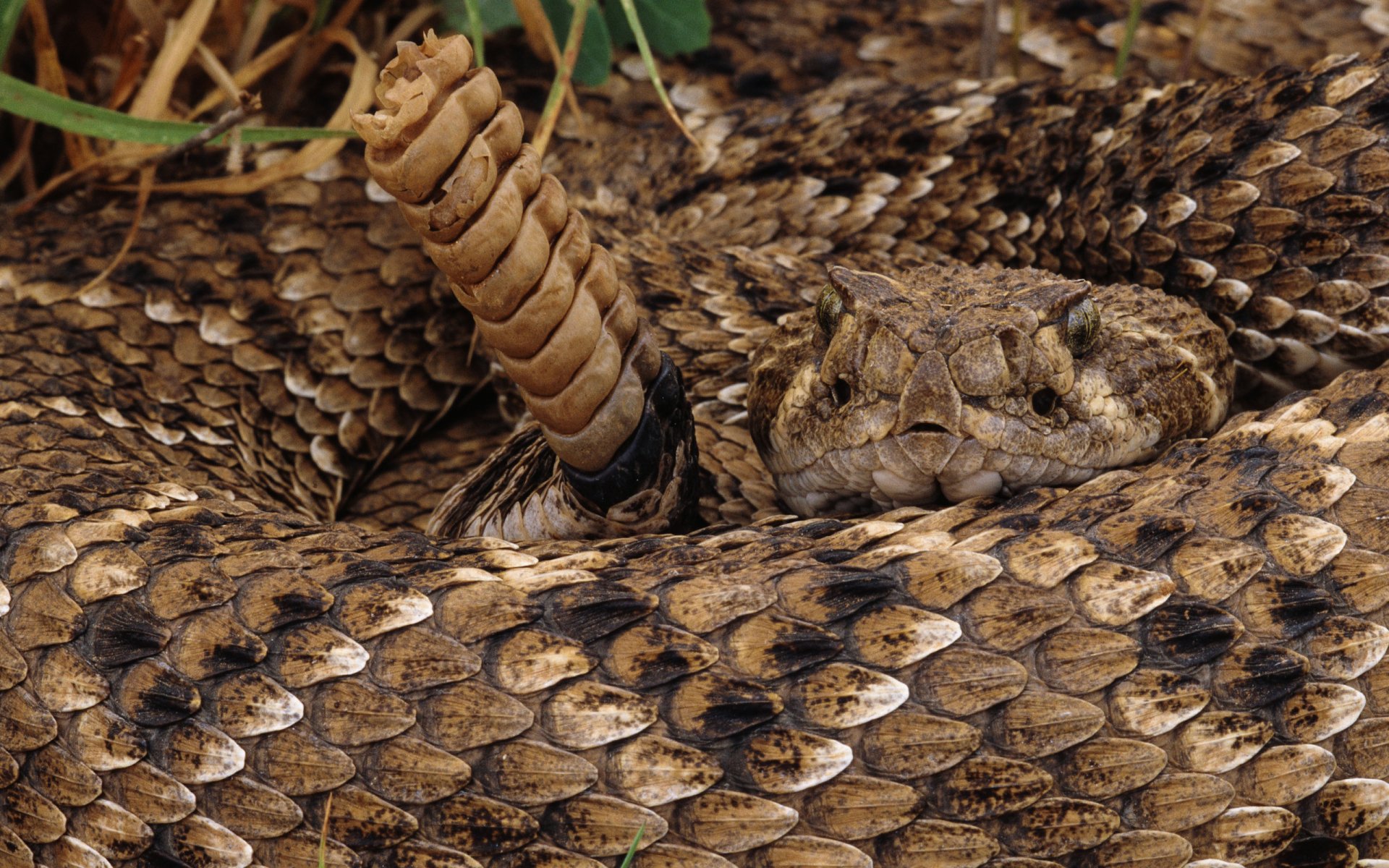 Rattle Snake Wallpapers