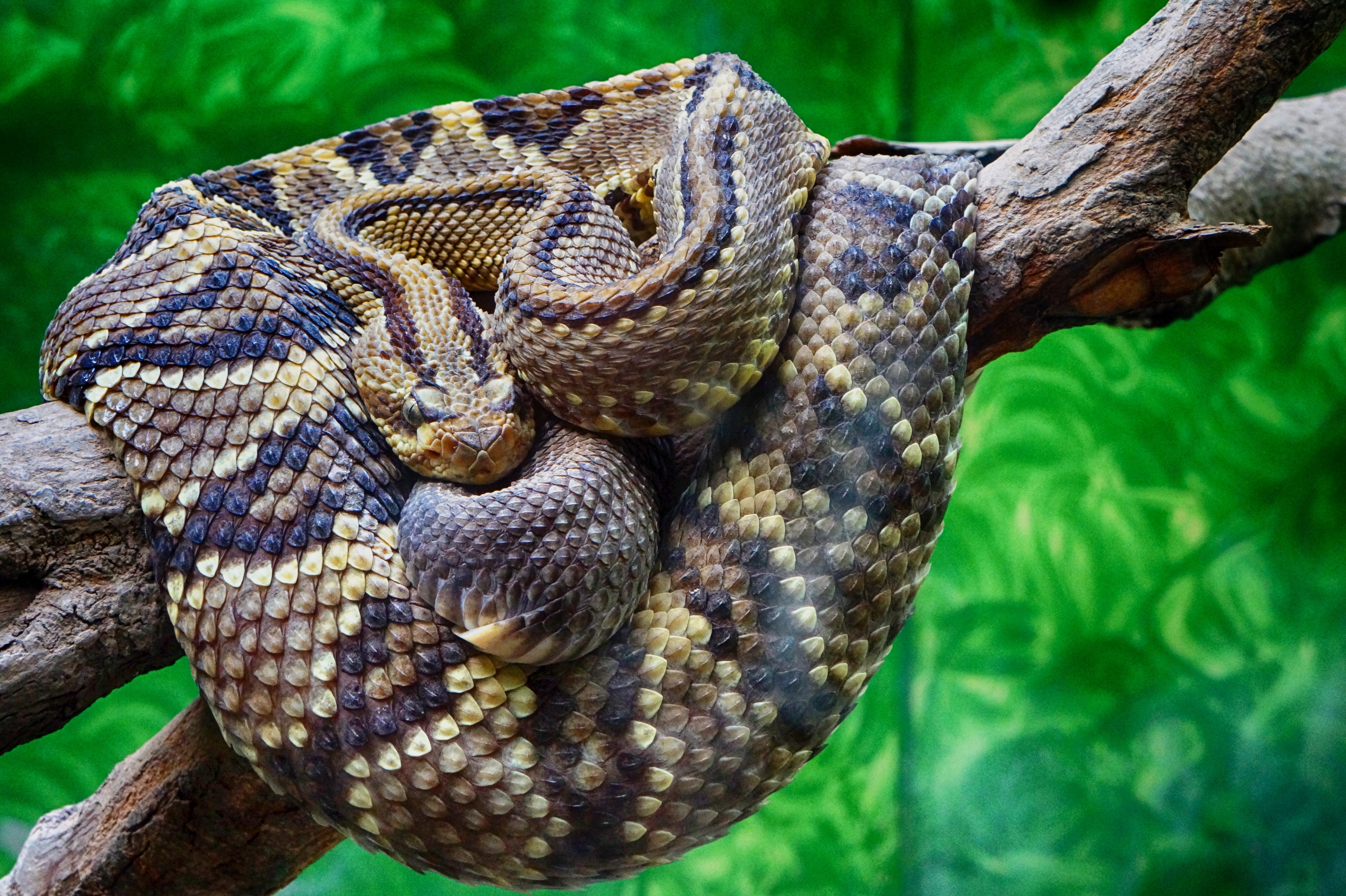 Rattle Snake Wallpapers