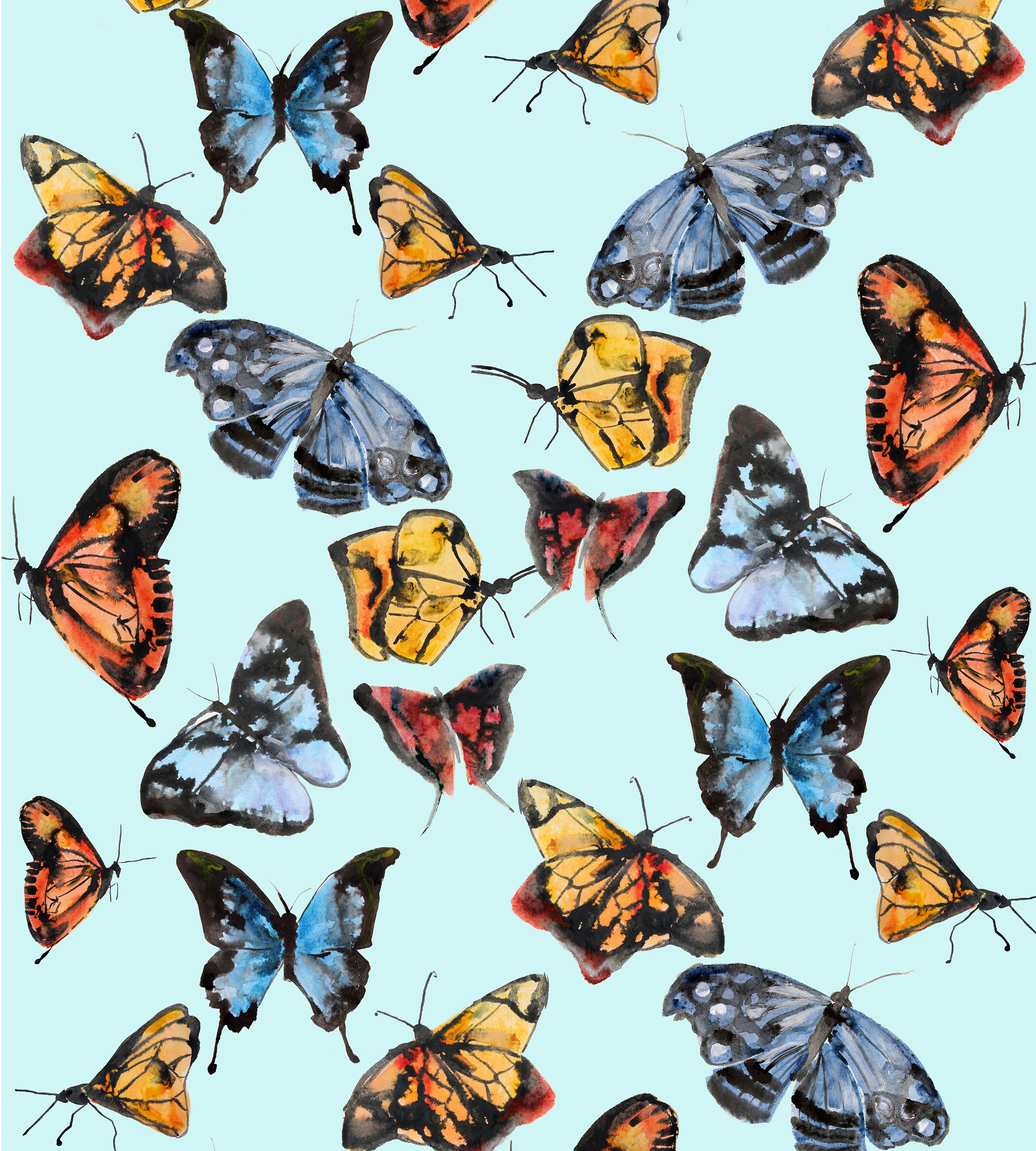 Real Butterfly Wallpapers