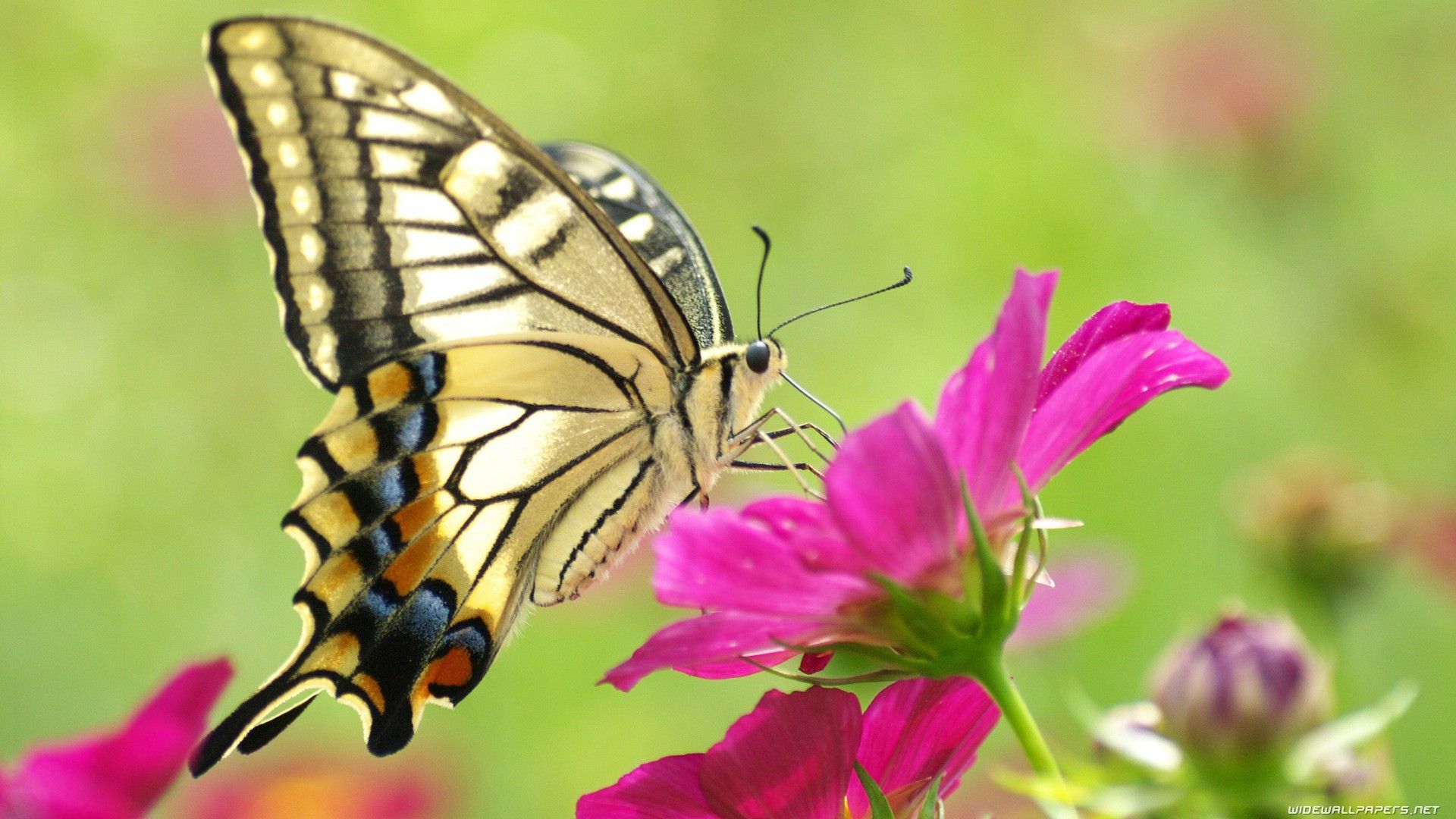 Real Butterfly Wallpapers