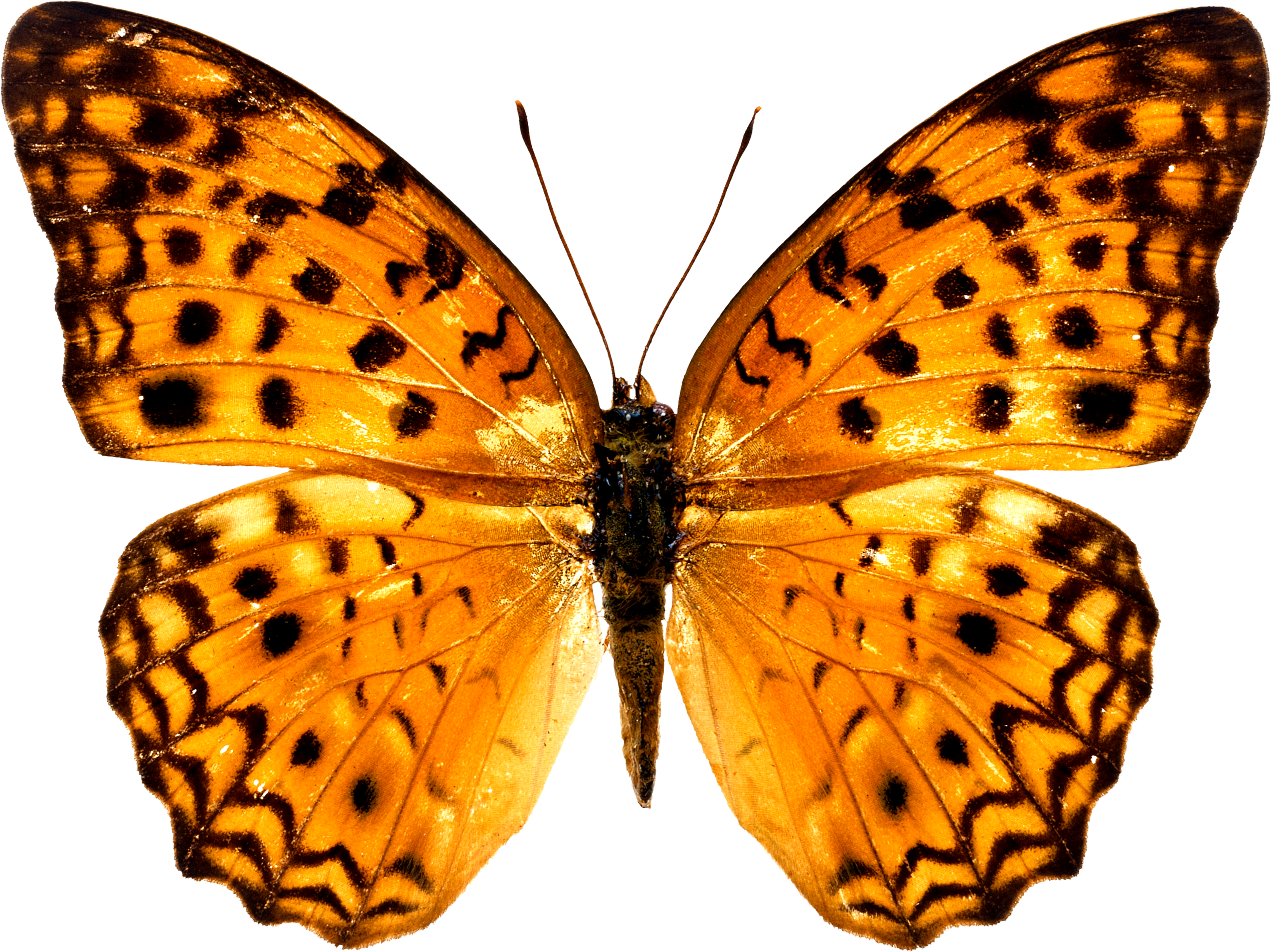 Real Butterfly Wallpapers