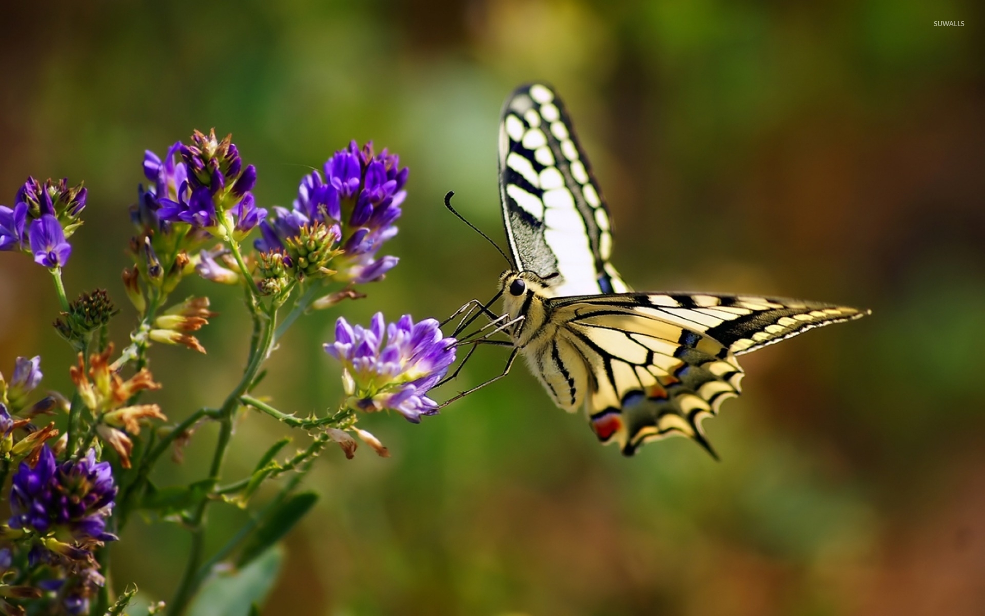 Real Butterfly Wallpapers