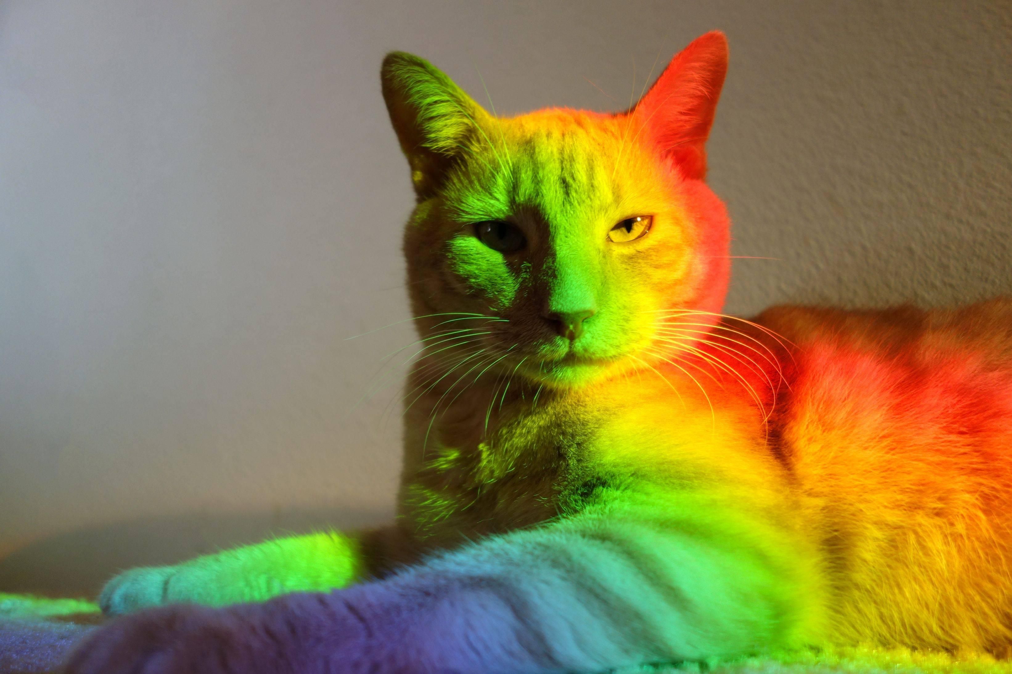 Real Rainbow Cat Wallpapers