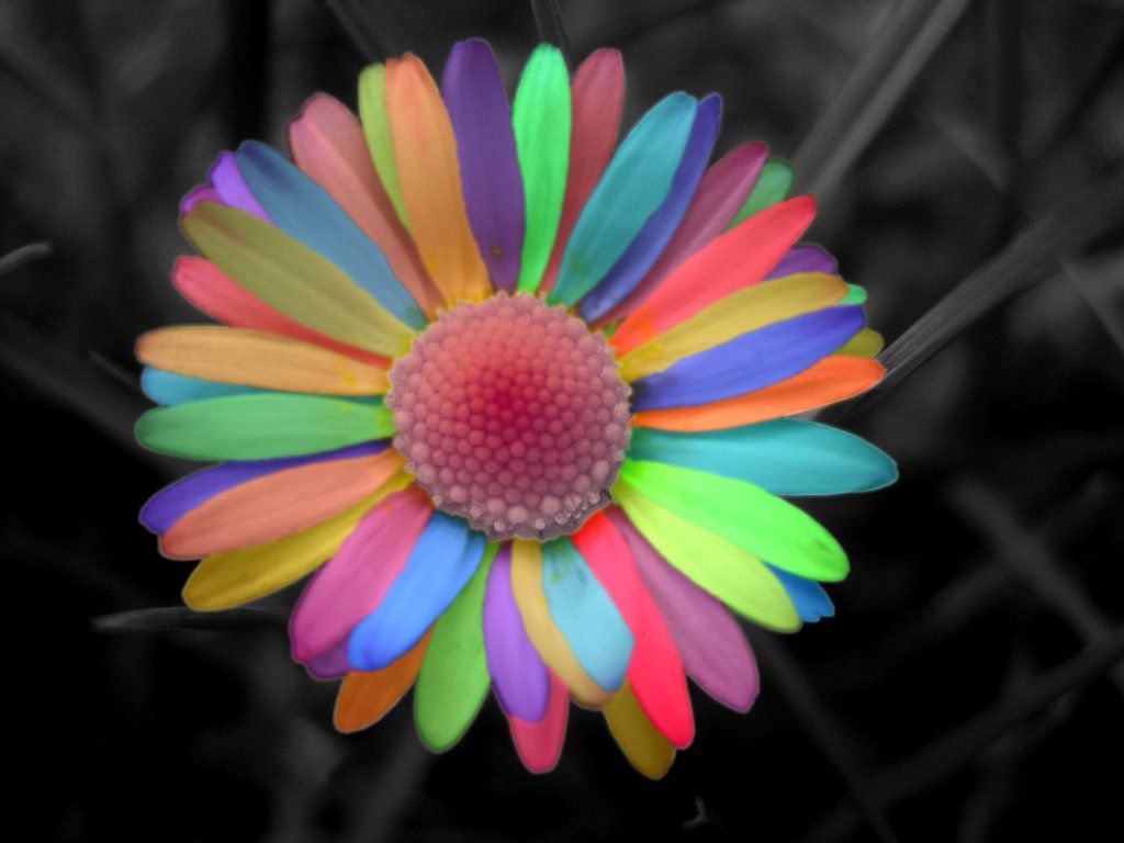 Real Rainbow Daisy Wallpapers