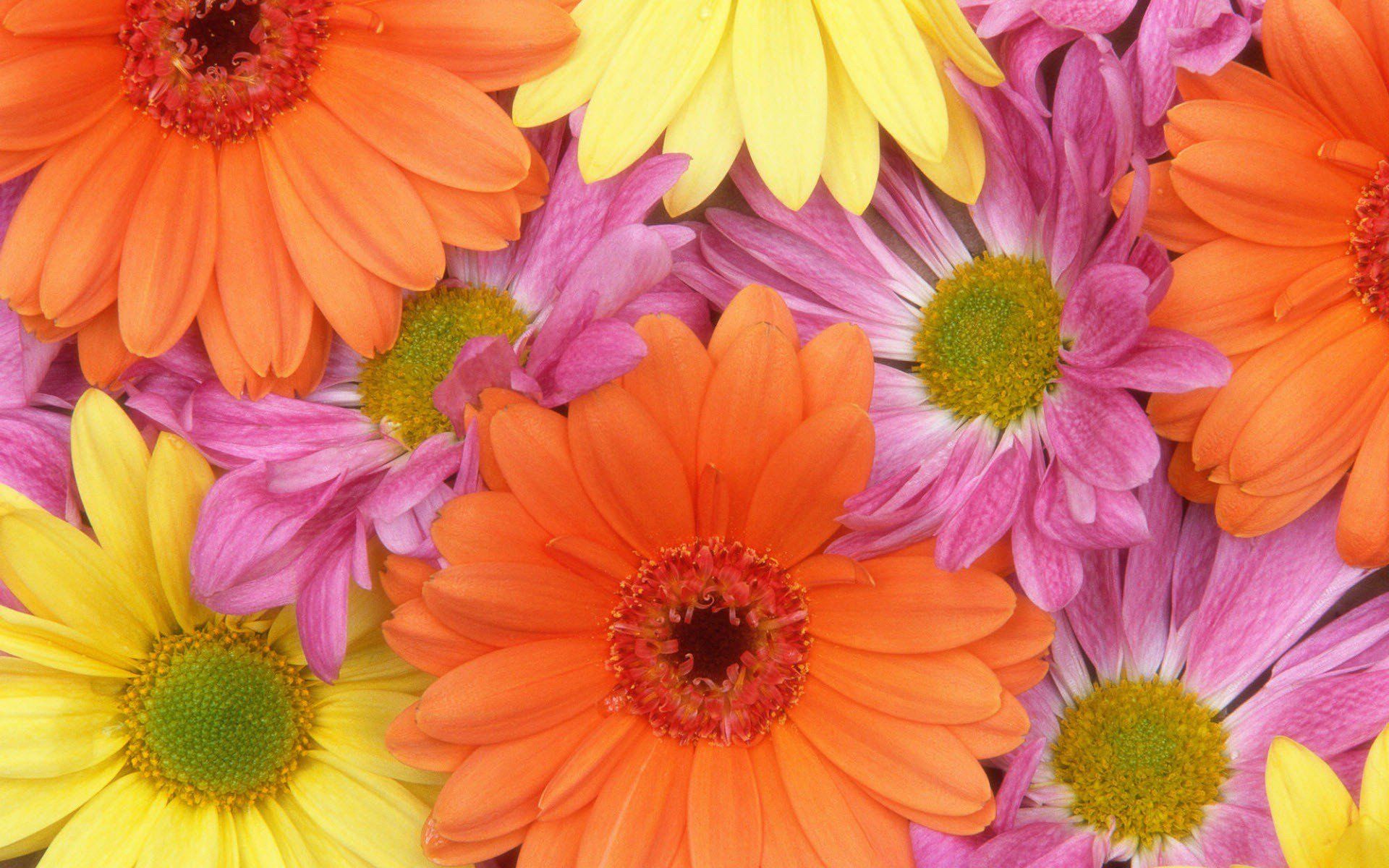 Real Rainbow Daisy Wallpapers