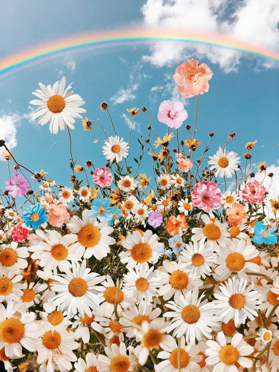 Real Rainbow Daisy Wallpapers