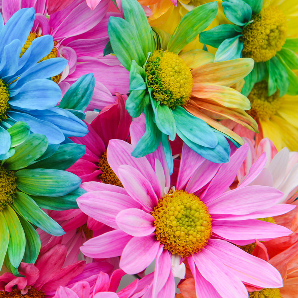 Real Rainbow Daisy Wallpapers