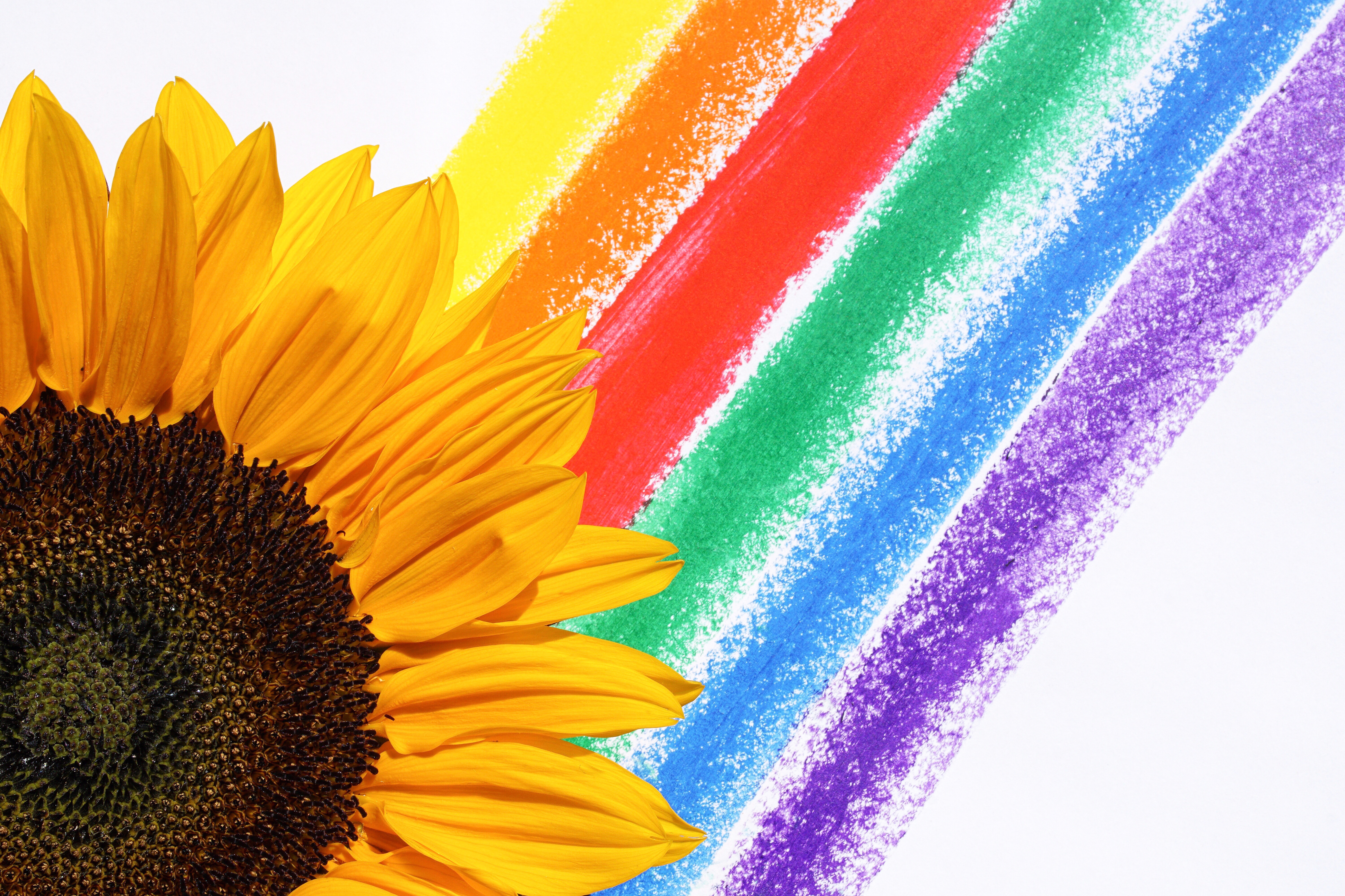 Real Rainbow Daisy Wallpapers