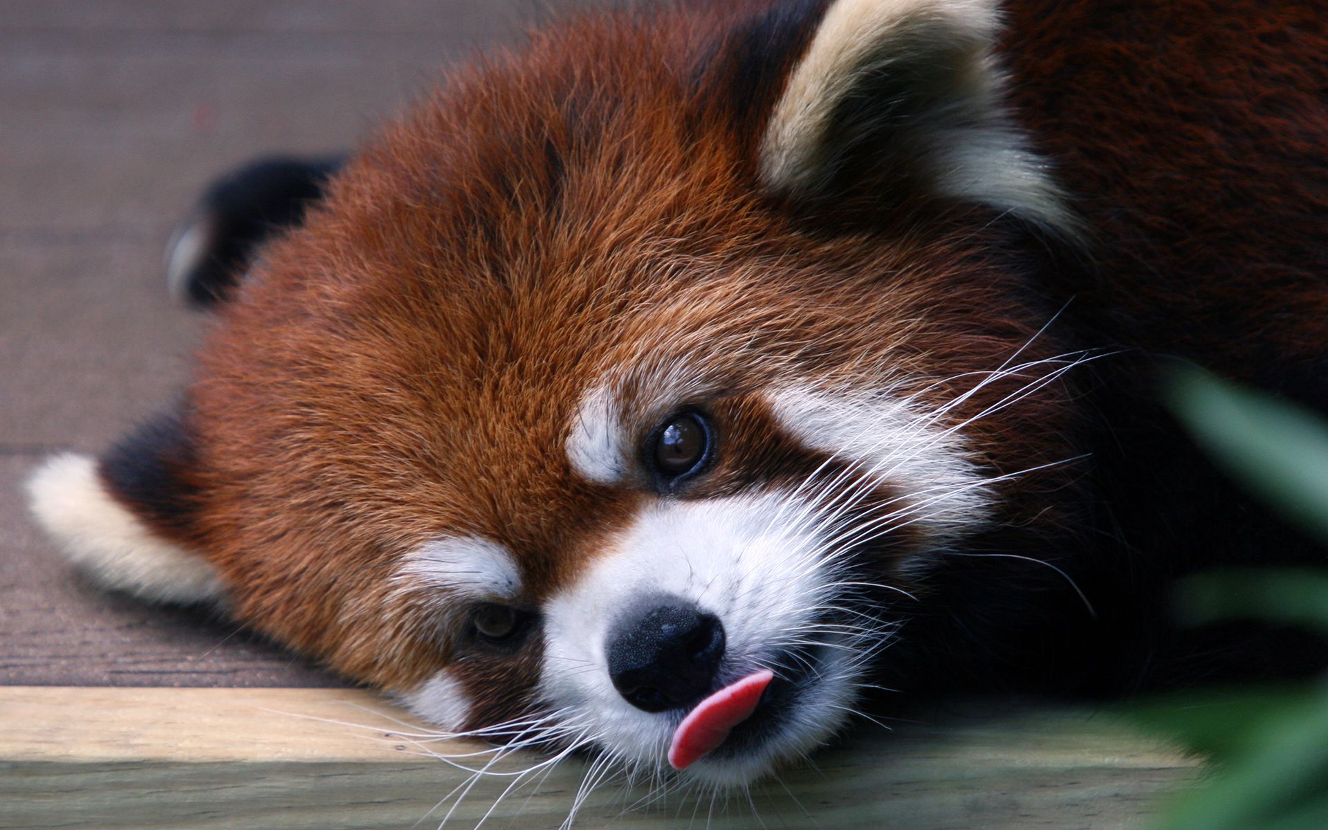 Red Panda Baby Pictures Wallpapers