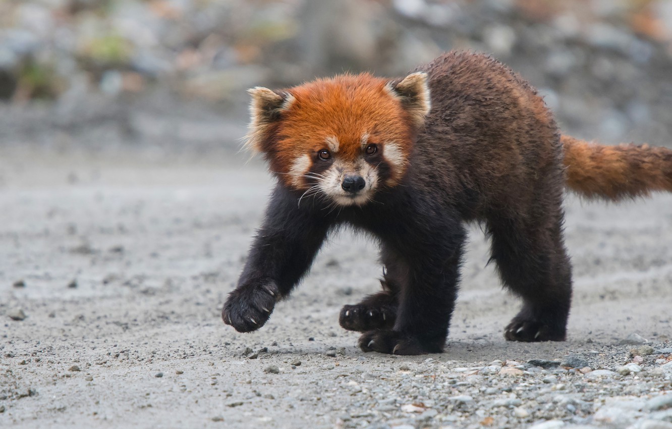 Red Panda Baby Pictures Wallpapers