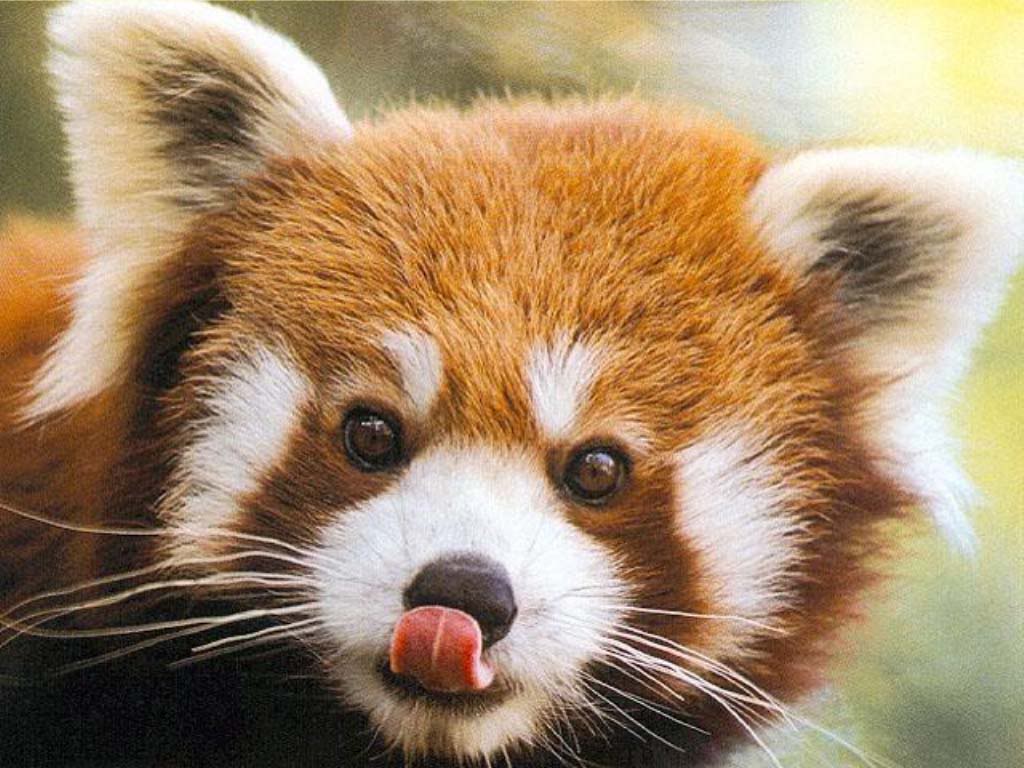 Red Panda Baby Pictures Wallpapers