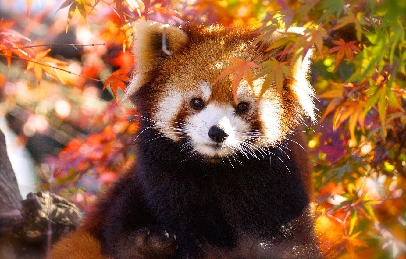 Red Panda Baby Pictures Wallpapers