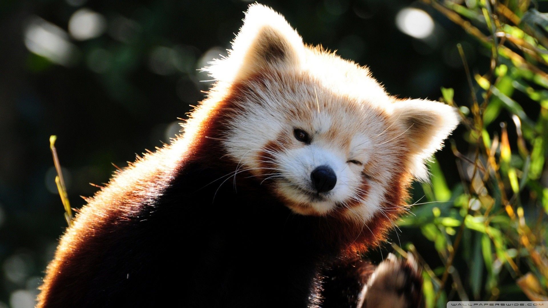 Red Panda Baby Pictures Wallpapers