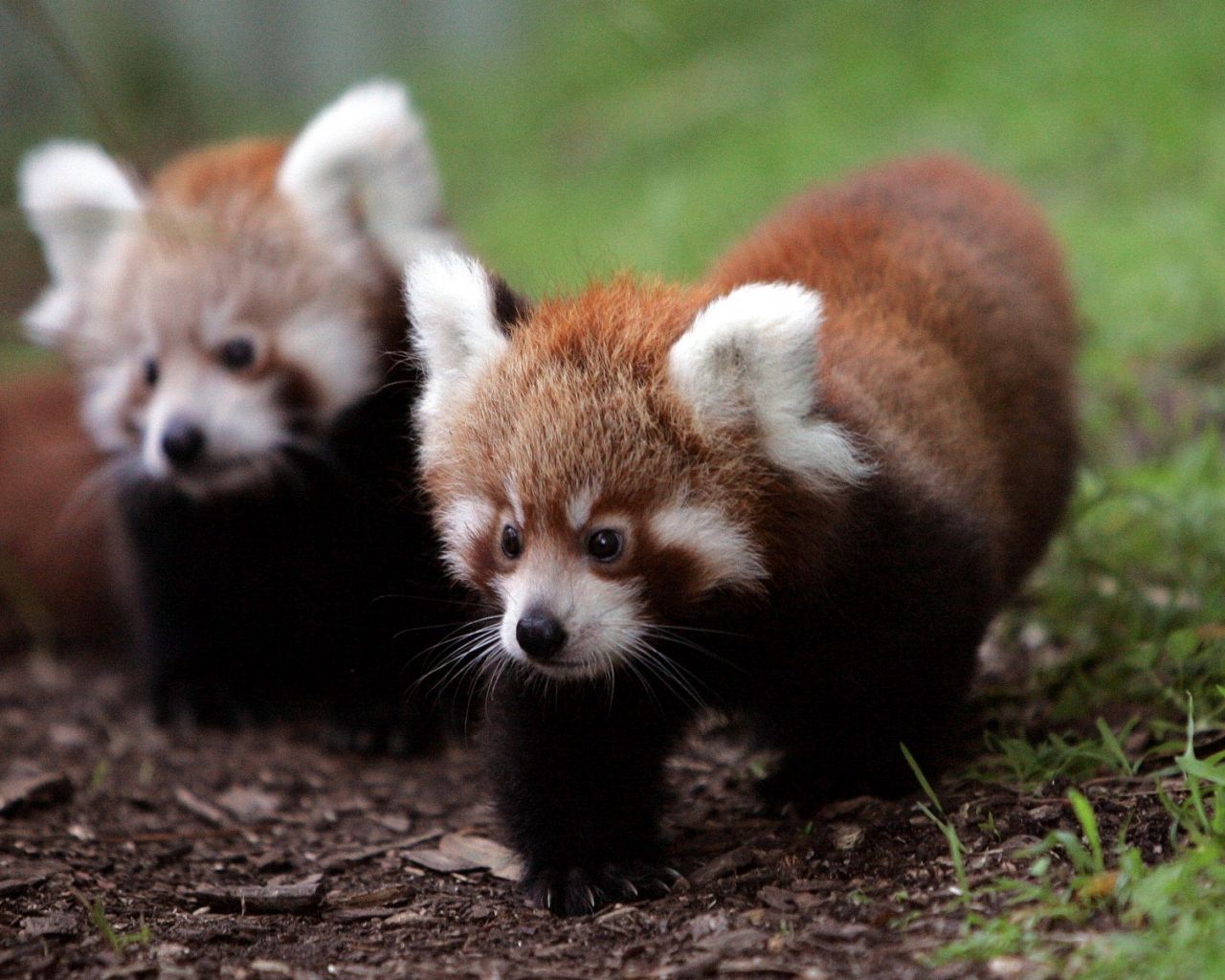 Red Panda Baby Pictures Wallpapers