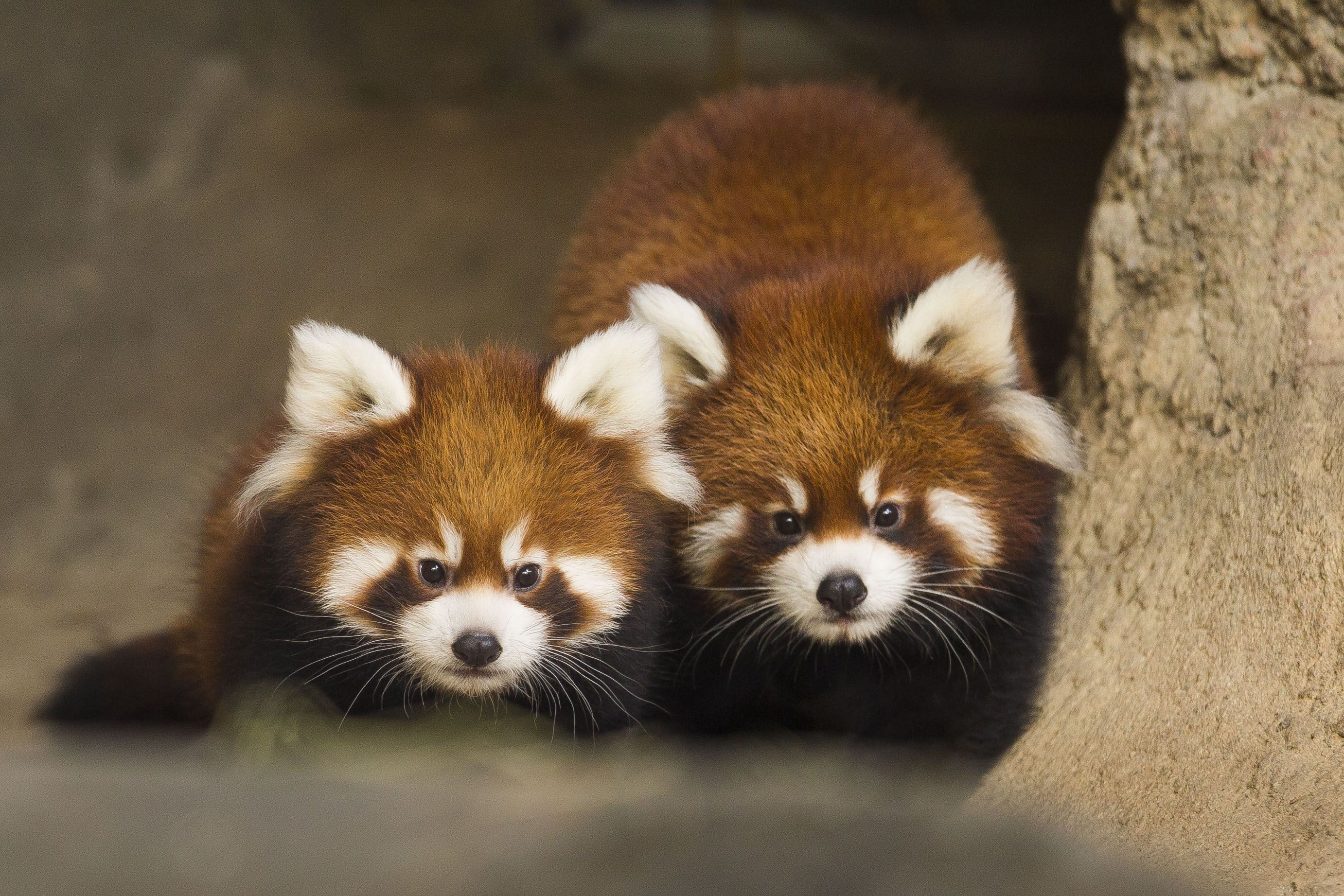 Red Panda Baby Pictures Wallpapers