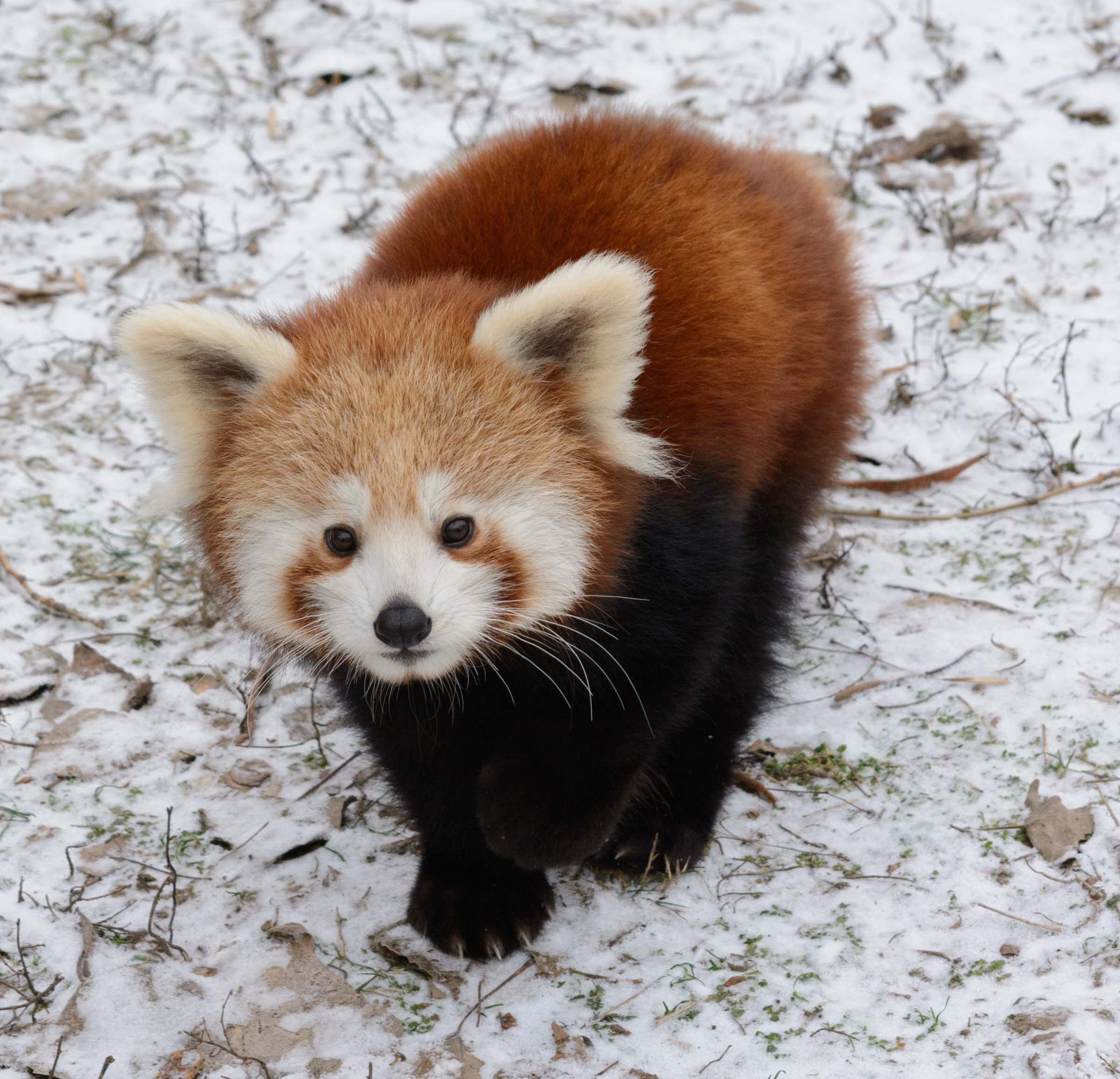 Red Panda Baby Pictures Wallpapers