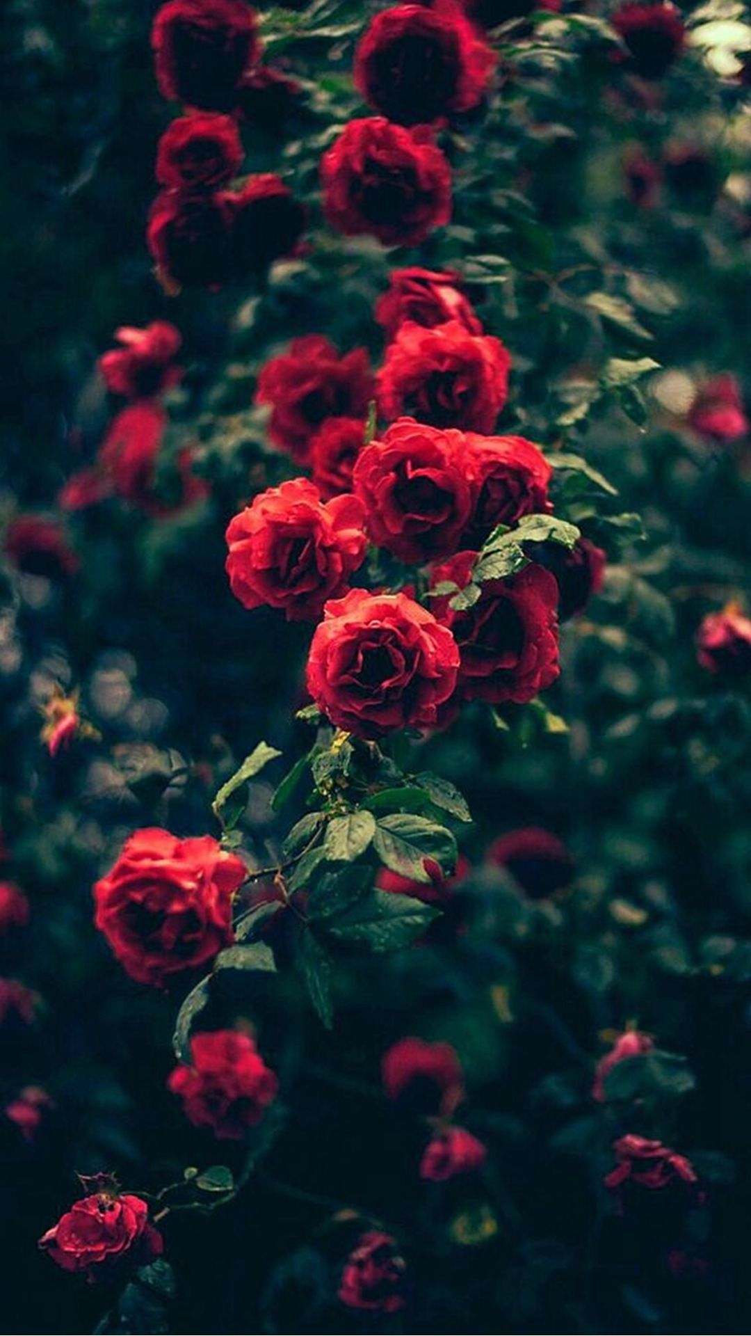 Red Roses Iphone Wallpapers