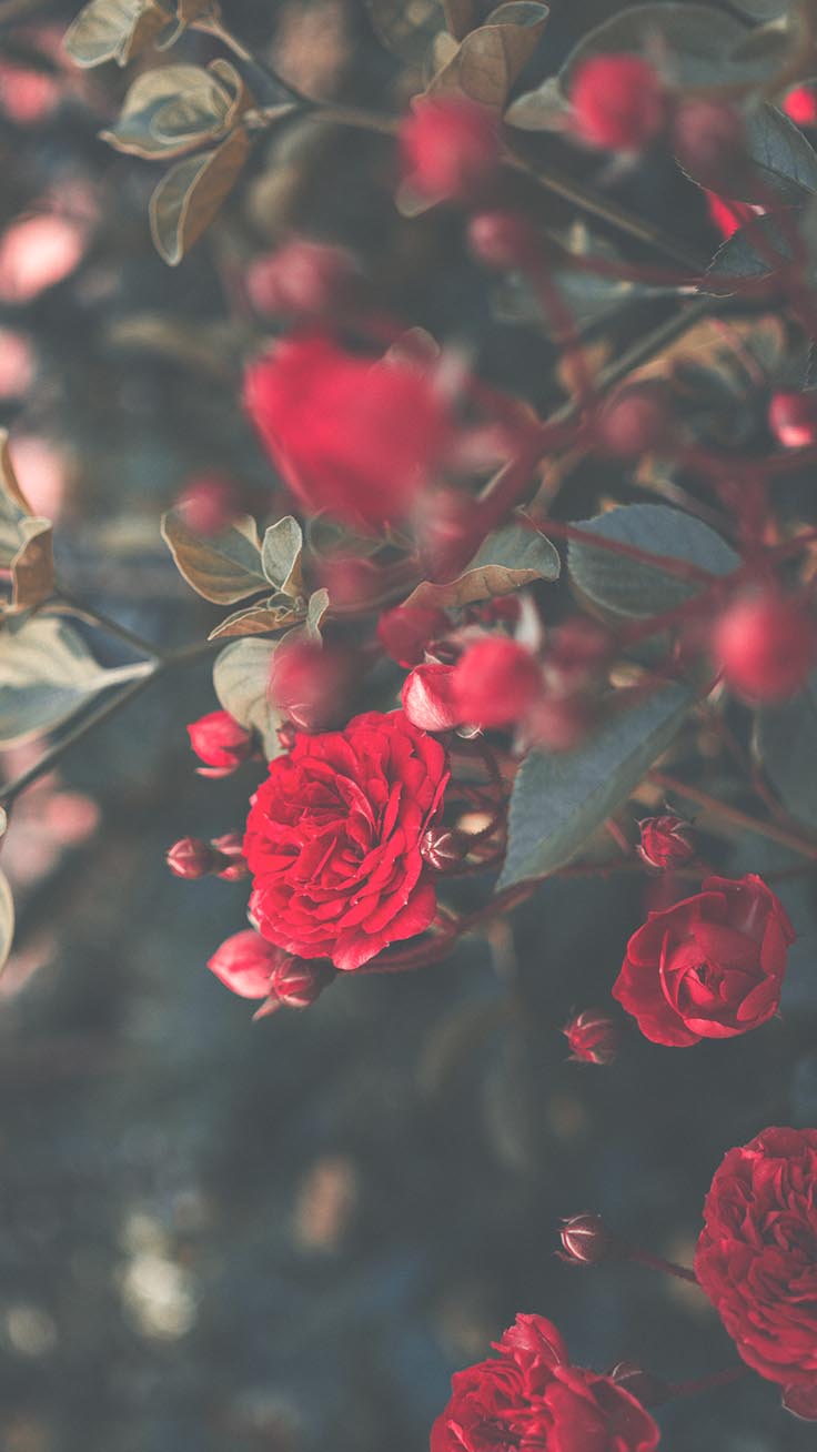 Red Roses Iphone Wallpapers