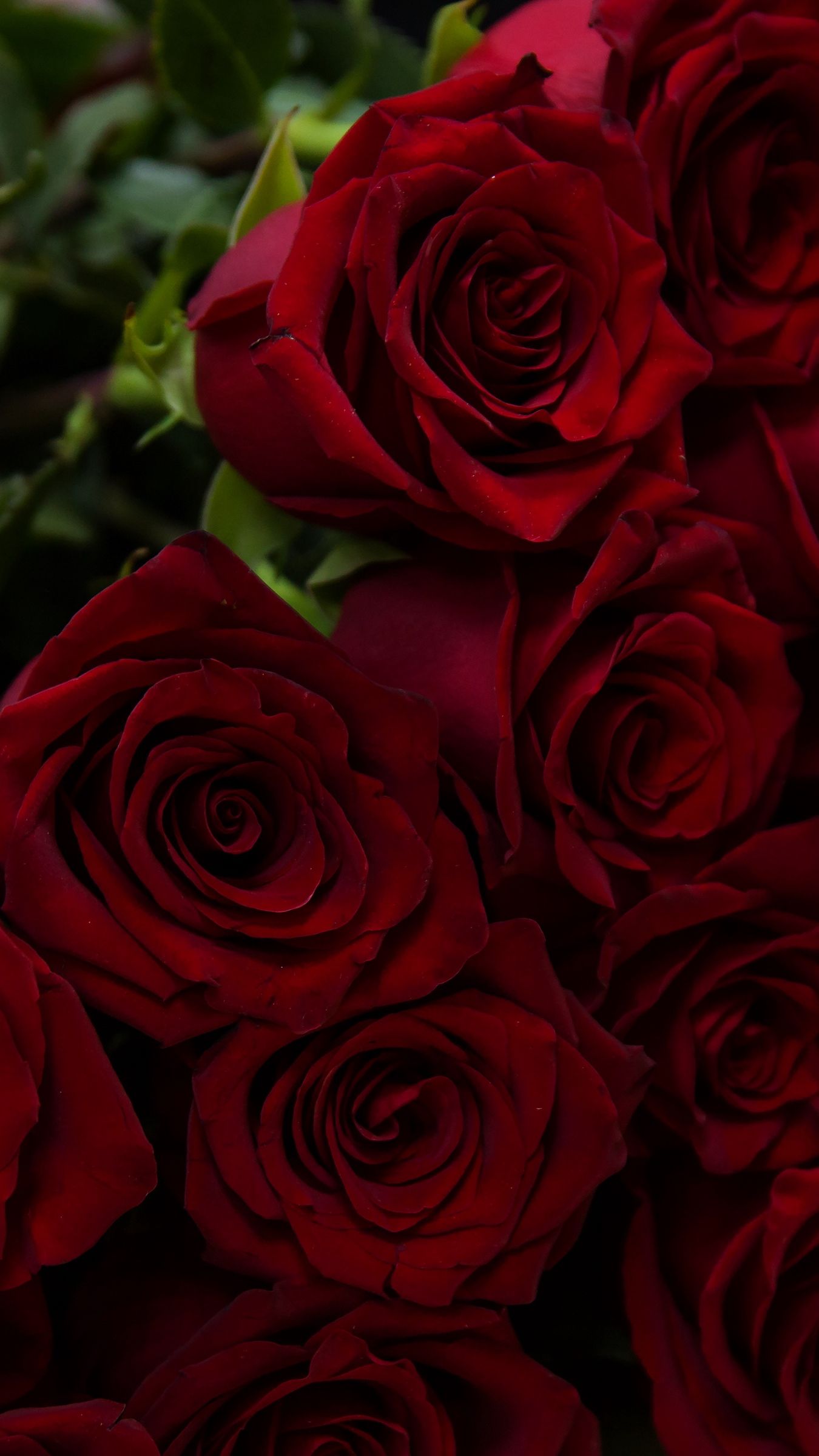 Red Roses Iphone Wallpapers