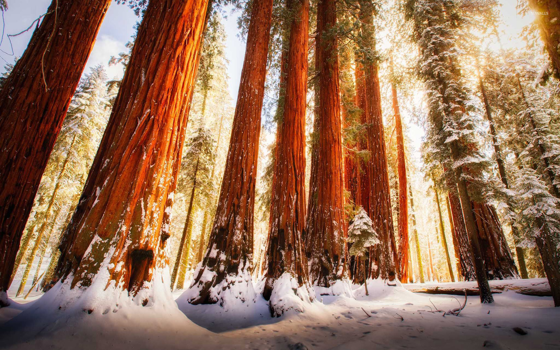 Redwood Forest 4K Wallpapers